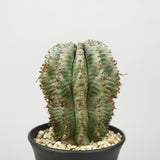 ホリダ グラキリス ユーフォルビア・ホリダ 「Euphorbia horrida」/EU789 – Hachi-8