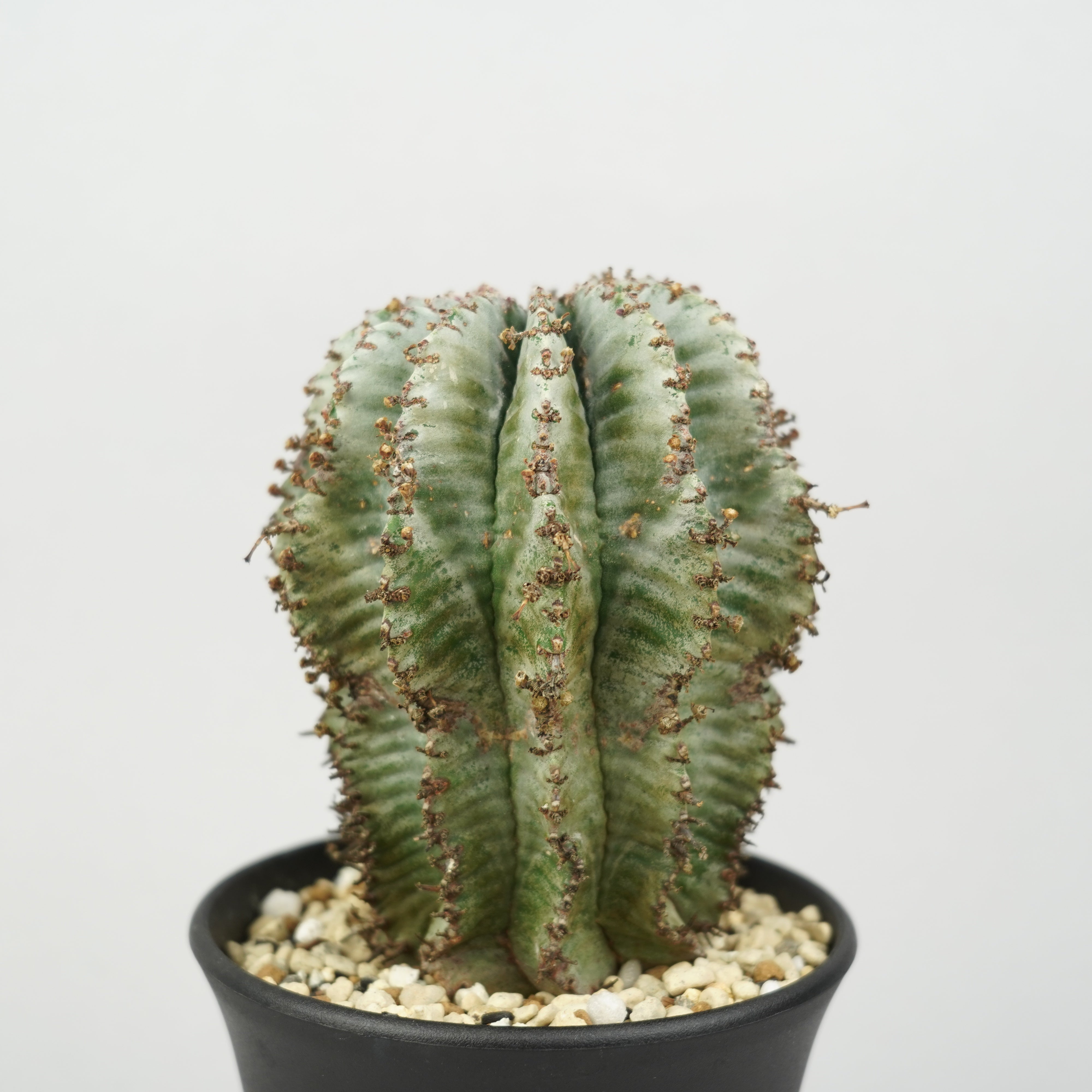 ユーフォルビア・ホリダ 「Euphorbia horrida」/EU789 – Hachi-8