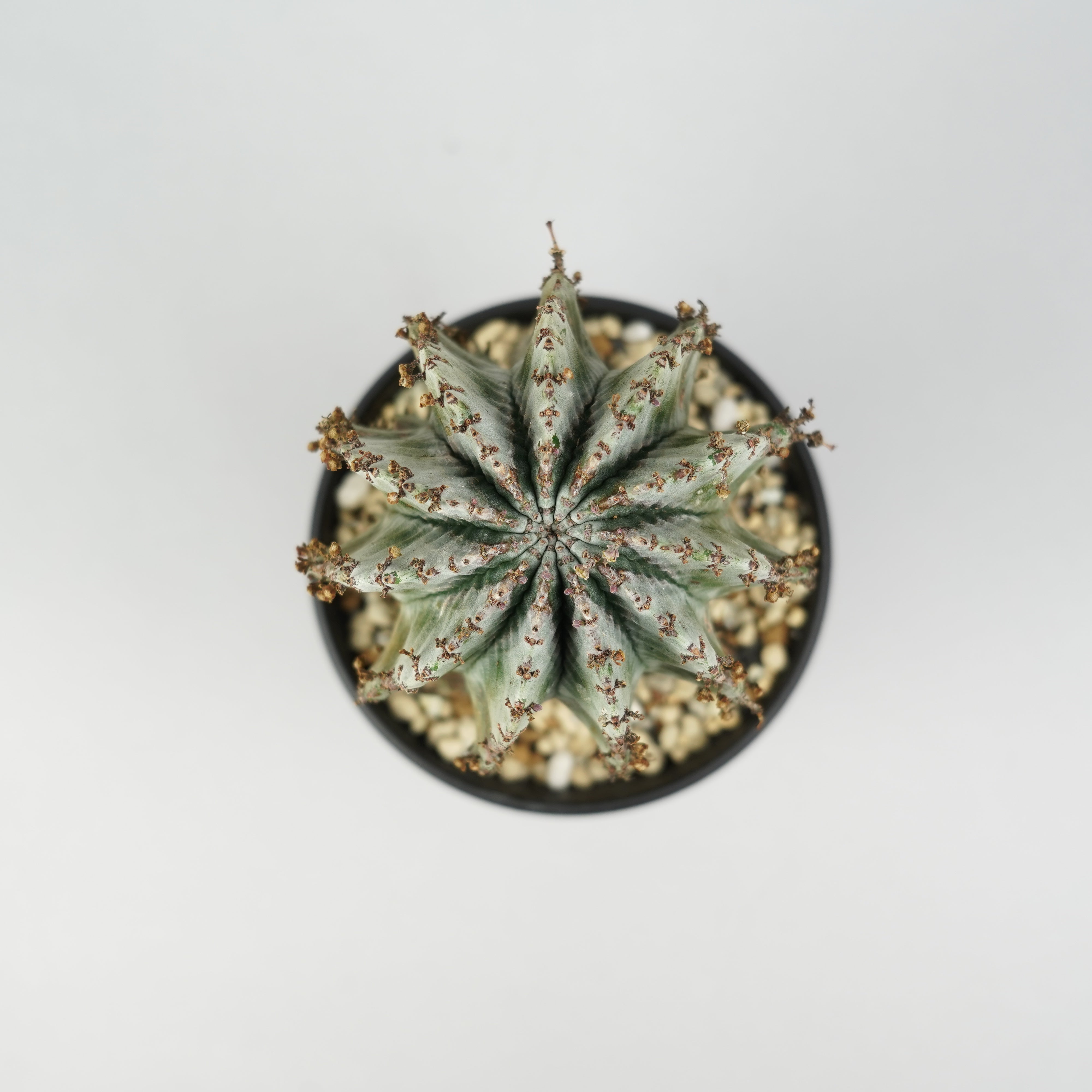 ユーフォルビア・ホリダ 「Euphorbia horrida」/EU789 – Hachi-8