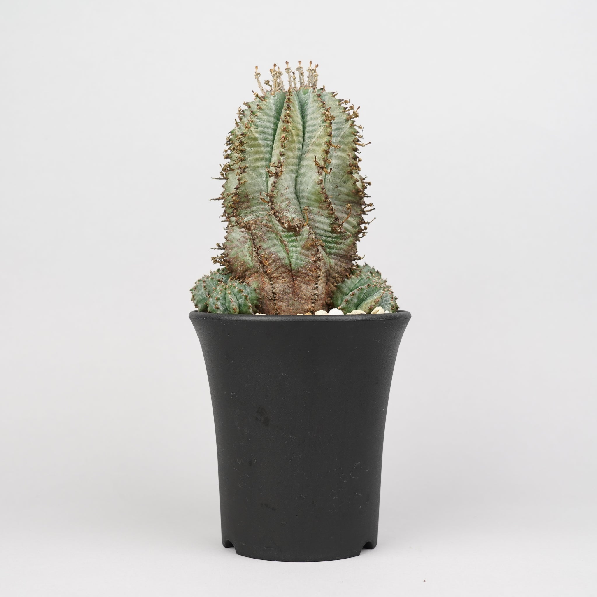 ユーフォルビア・ホリダ 「Euphorbia horrida」/EU792 – Hachi-8