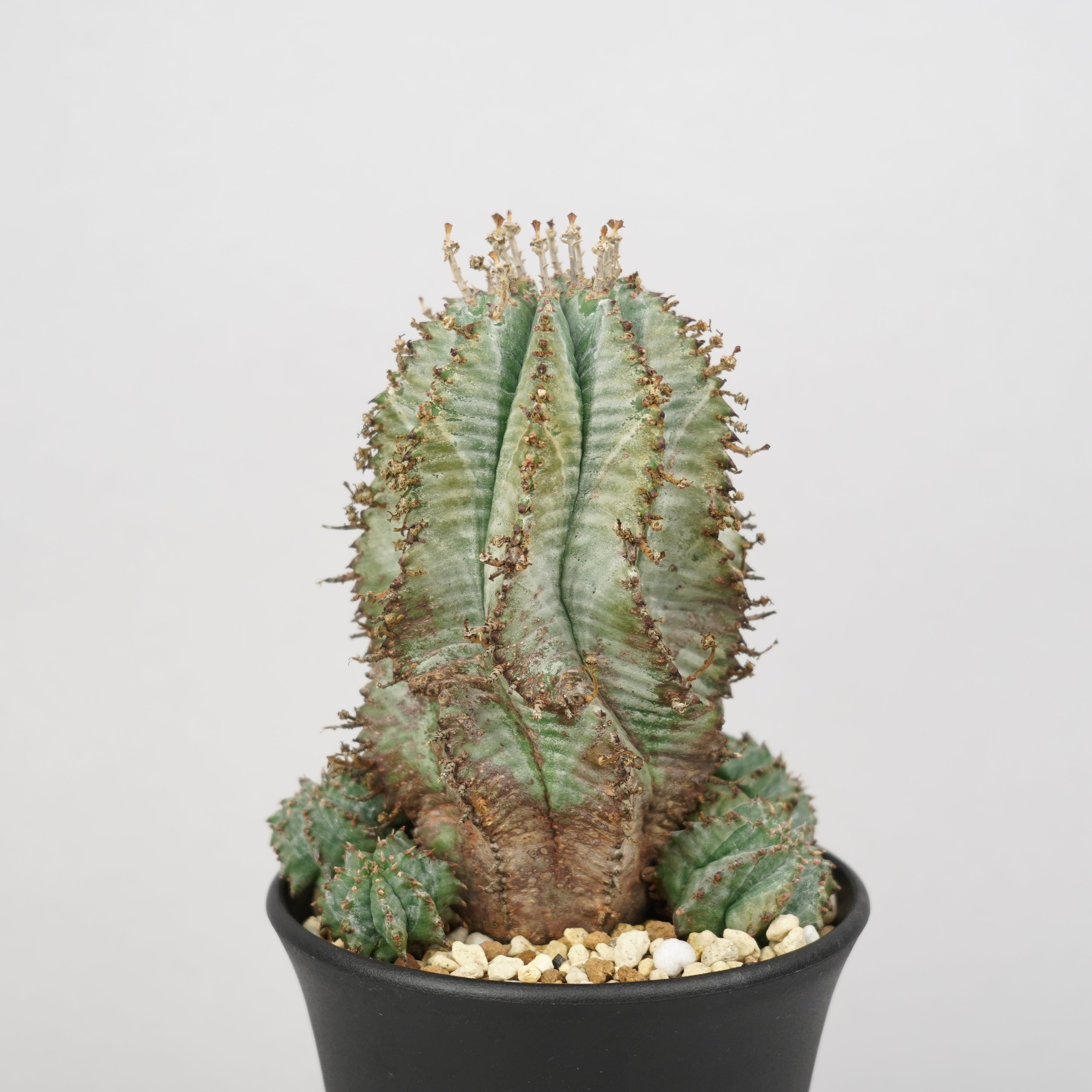 ホリダ ユーフォルビア ユーフォルビア ホリダ 【公式通販】