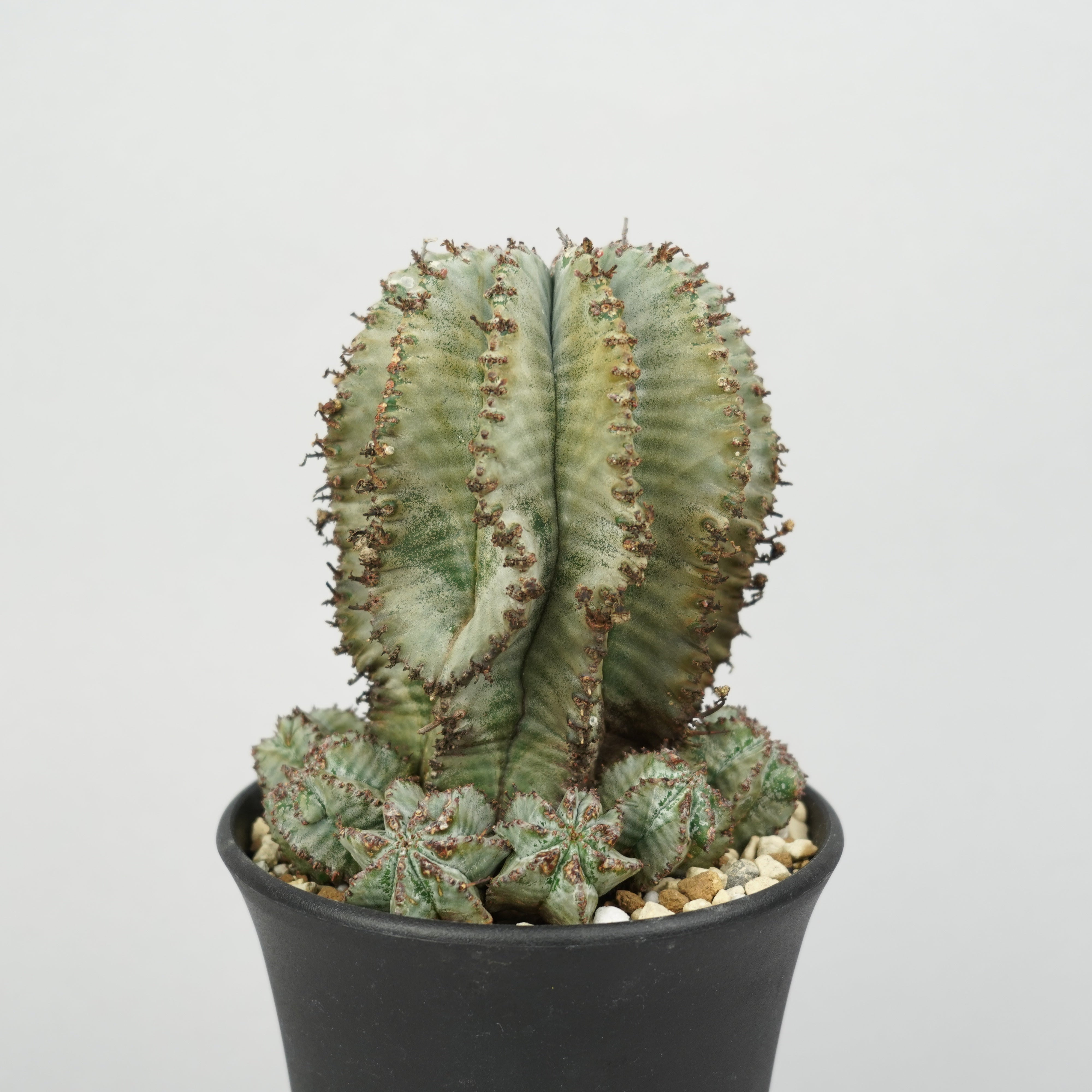 ユーフォルビア・ホリダ 「Euphorbia horrida」/EU788 – Hachi-8