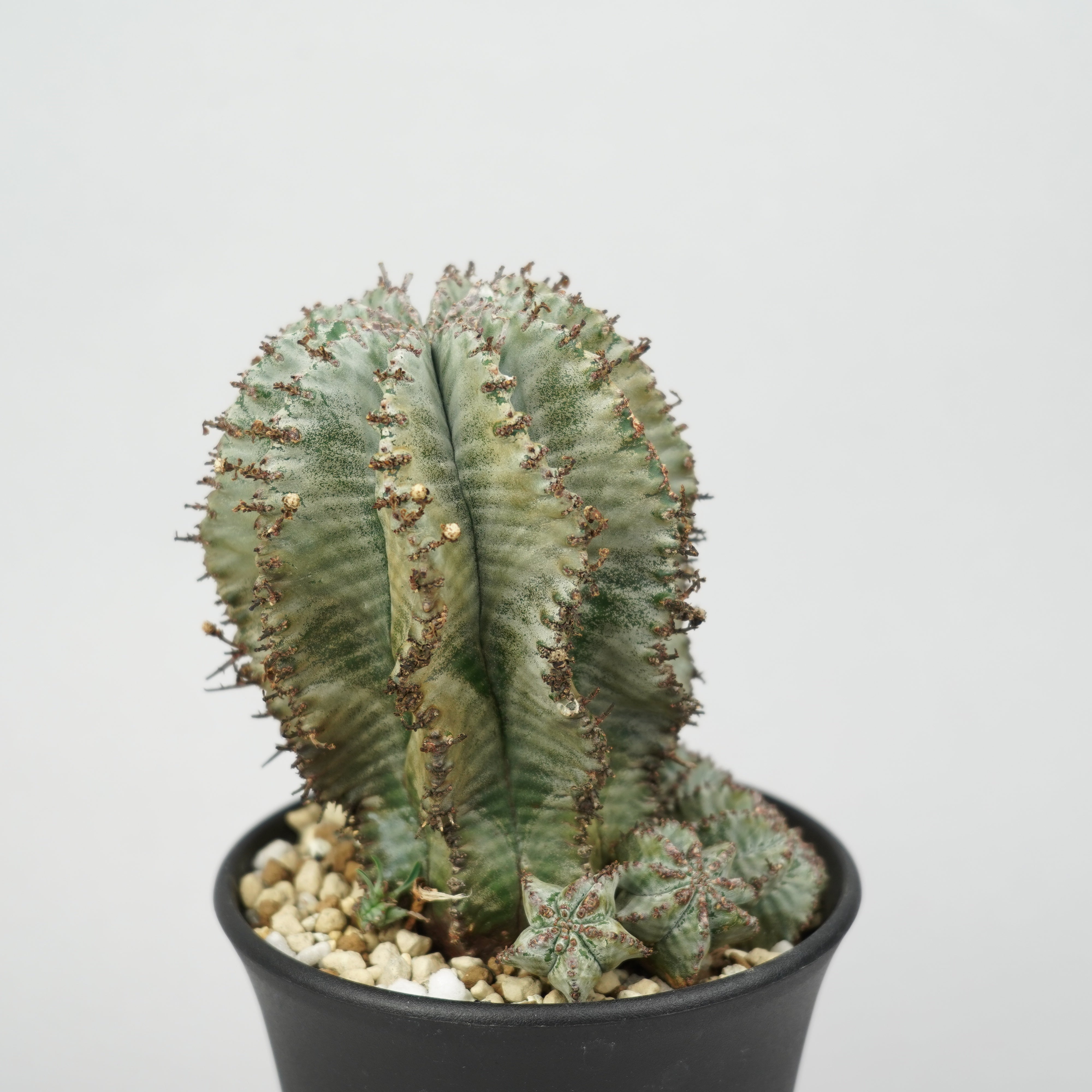 ユーフォルビア・ホリダ 「Euphorbia horrida」/EU788 – Hachi-8
