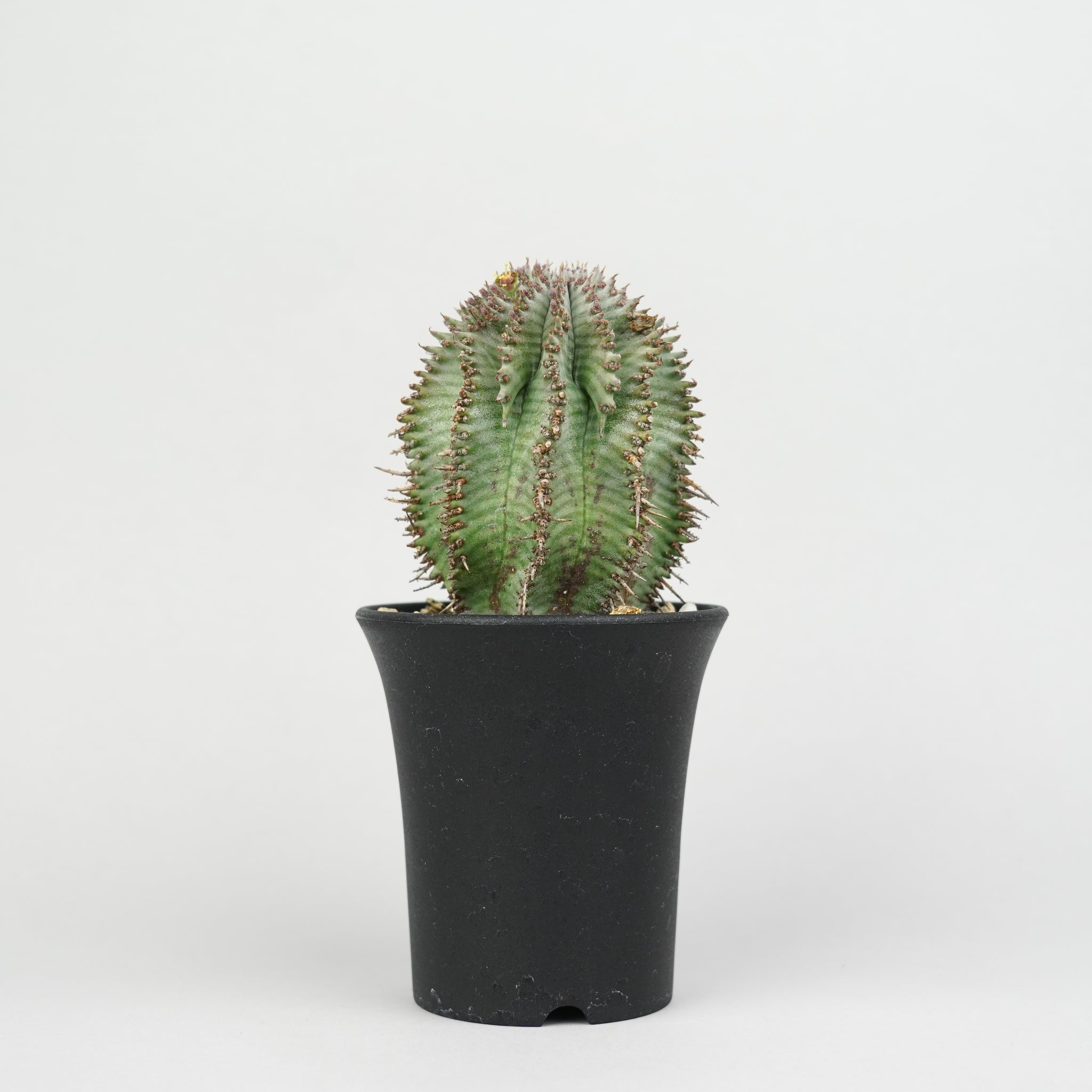 植物/ユーフォルビア/ホリダ – Hachi-8