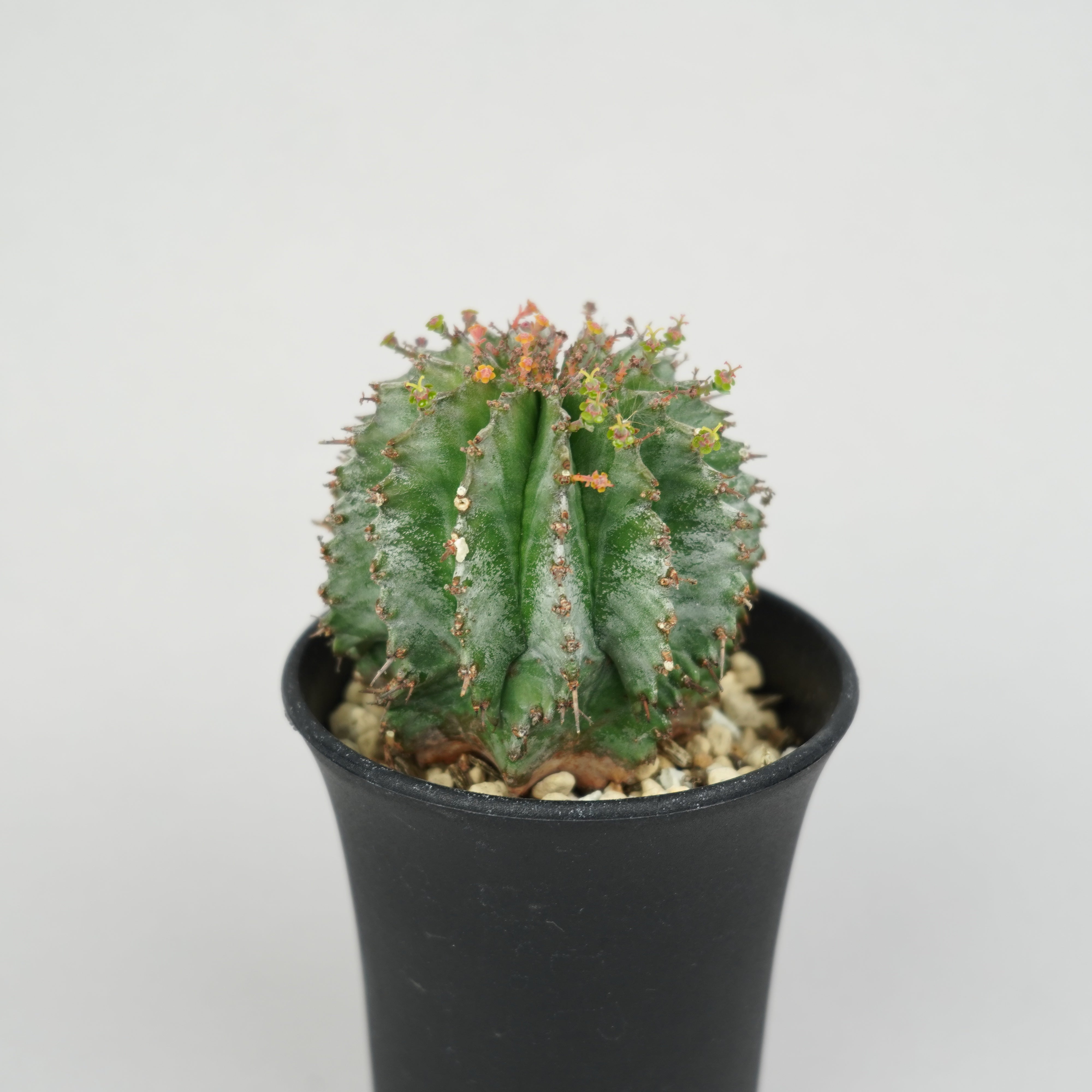 パ*ュ様 ① ホリダ　ストリアータ　ユーフォルビア ③ ホリダ ストリアータ ユーフォルビア ユーフォルビア ホリダ