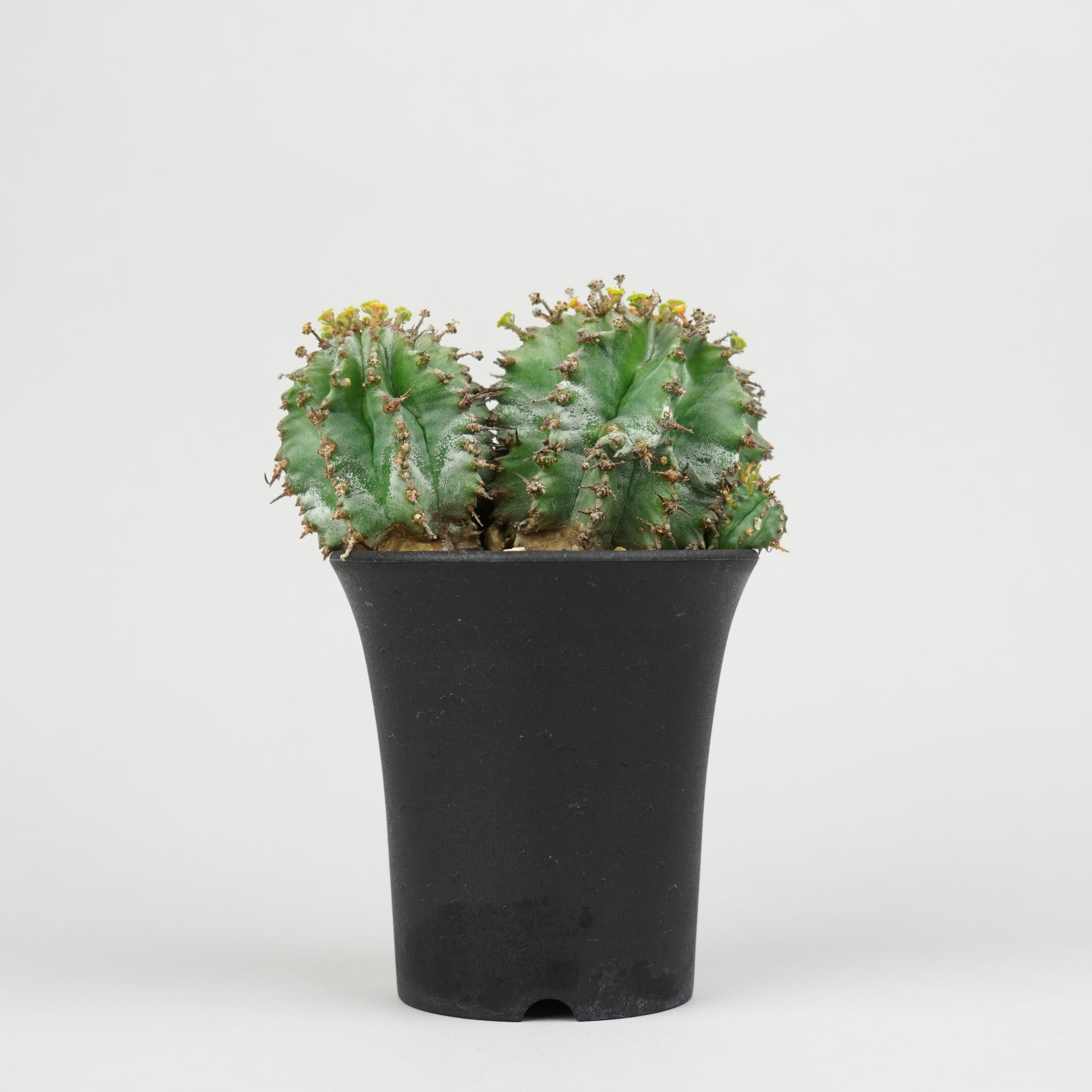 ユーフォルビア・ホリダ 「Euphorbia horrida」/EU340 – Hachi-8