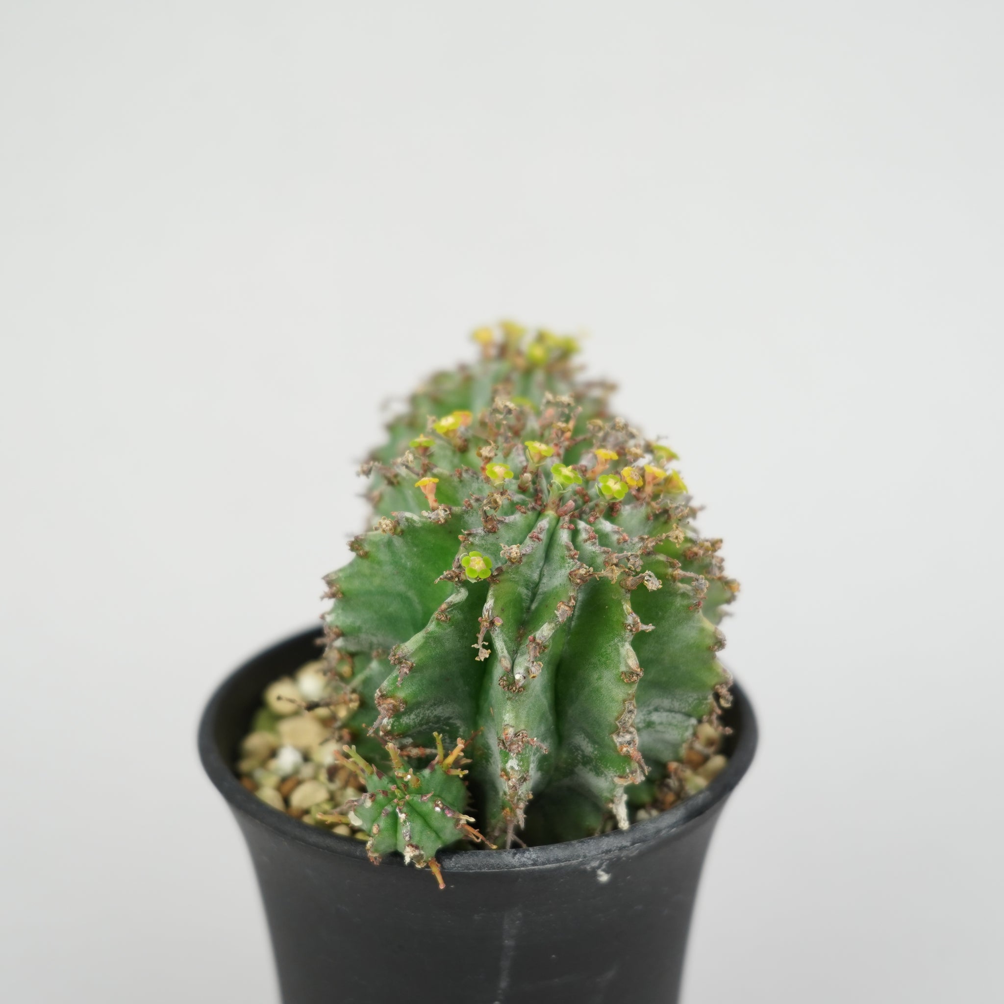 ユーフォルビア・ホリダ 「Euphorbia horrida」/EU340 – Hachi-8