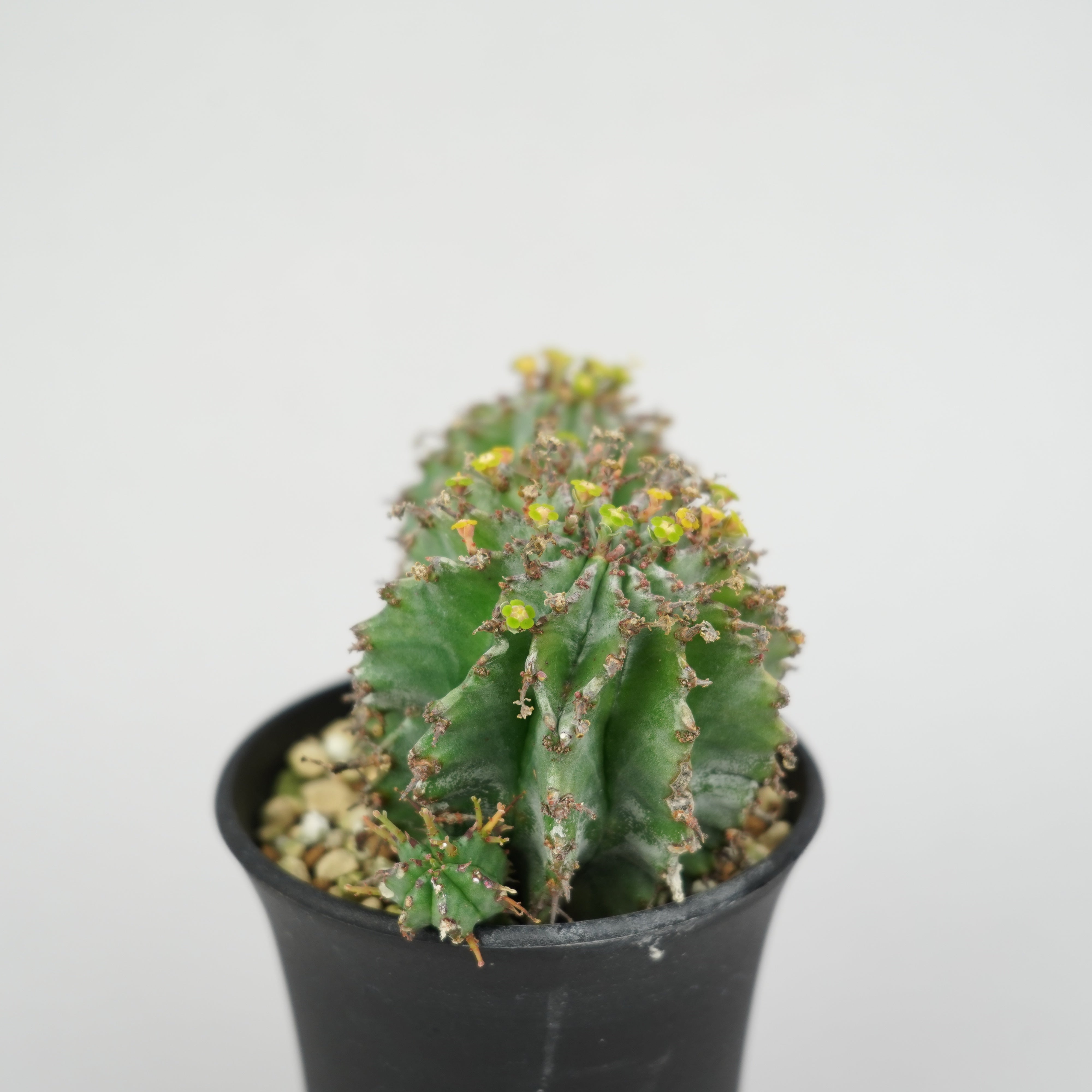 ユーフォルビア・ホリダ 「Euphorbia horrida」/EU340 – Hachi-8