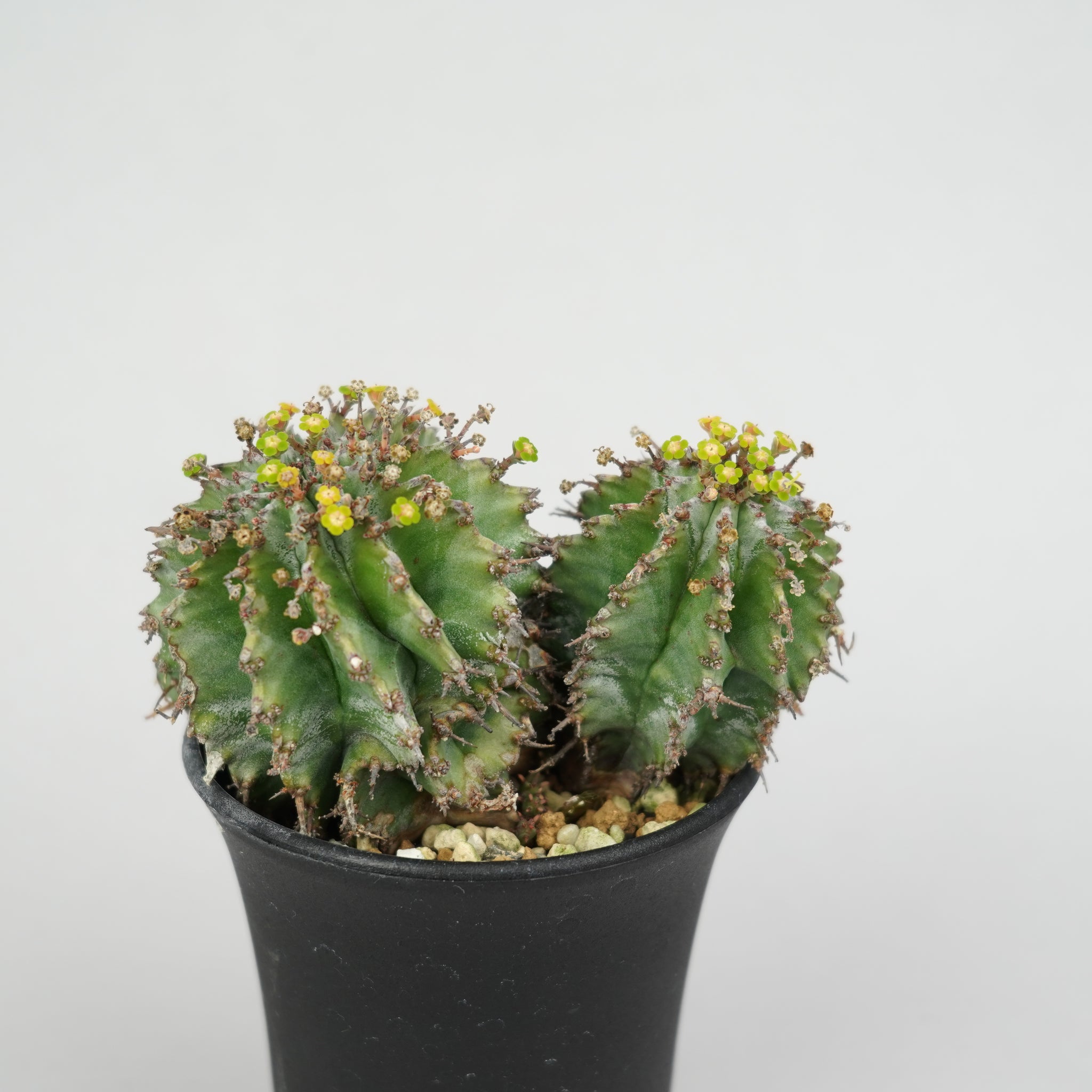 ユーフォルビア・ホリダ 「Euphorbia horrida」/EU340 – Hachi-8