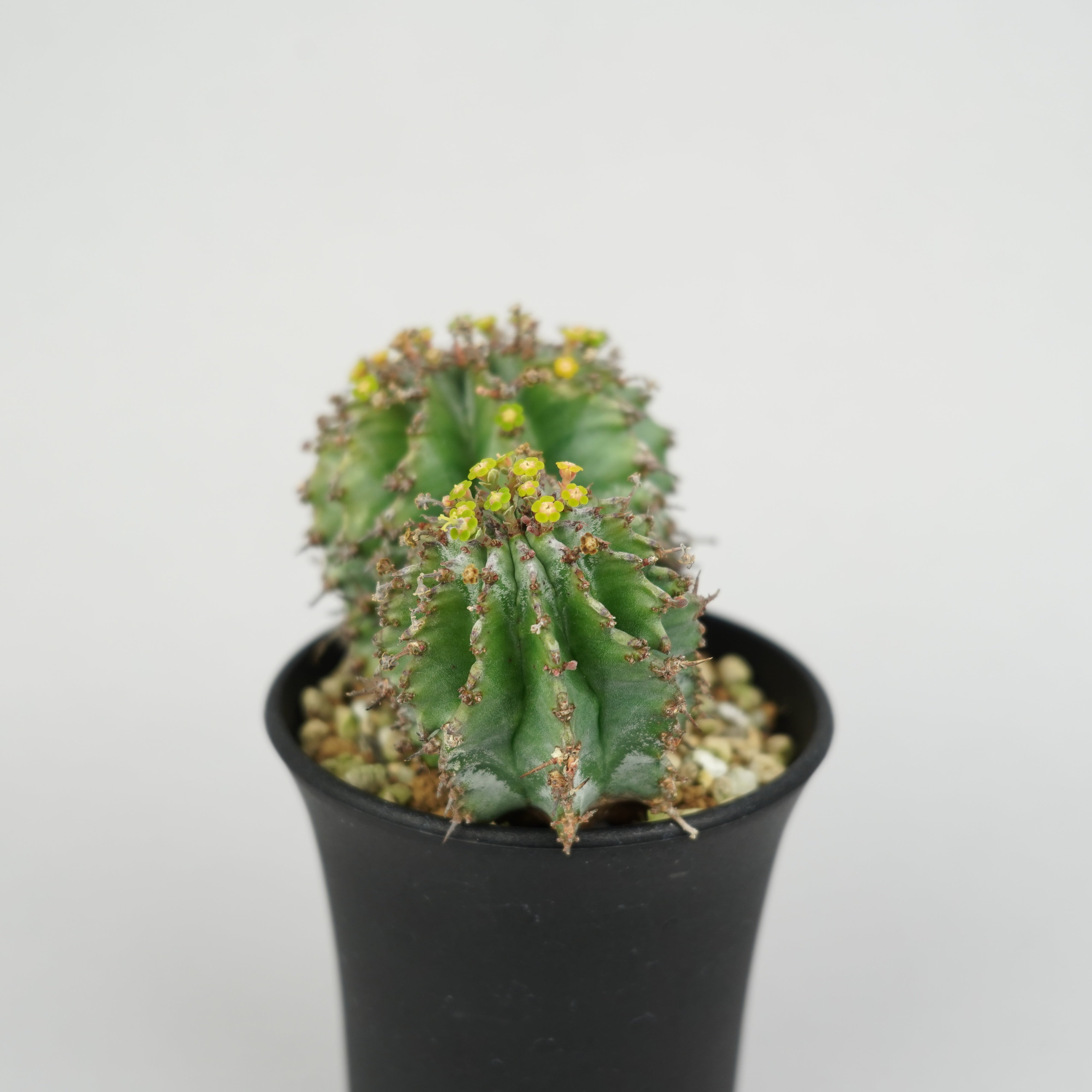 ユーフォルビア・ホリダ 「Euphorbia horrida」/EU340 – Hachi-8