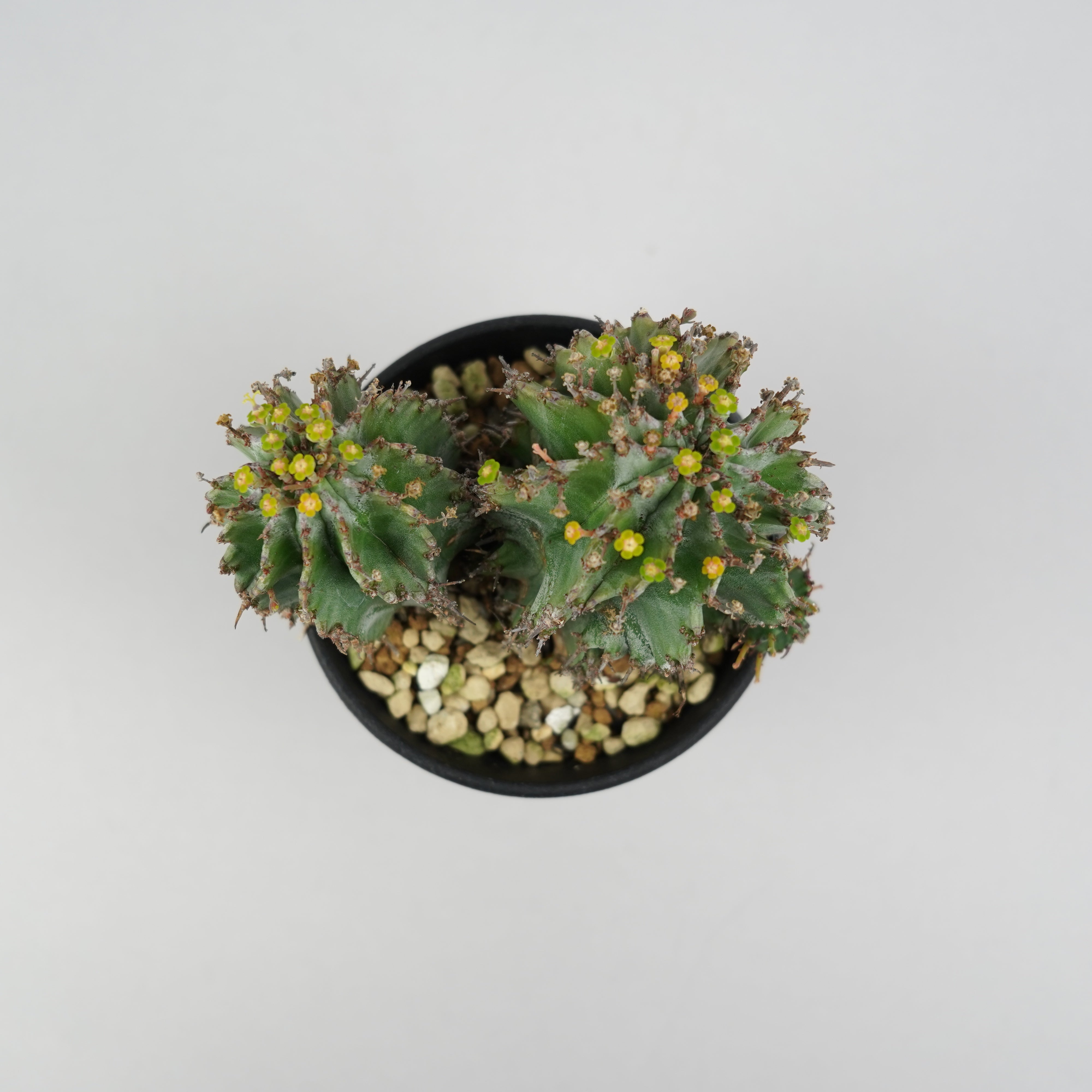 ユーフォルビア・ホリダ 「Euphorbia horrida」/EU340 – Hachi-8