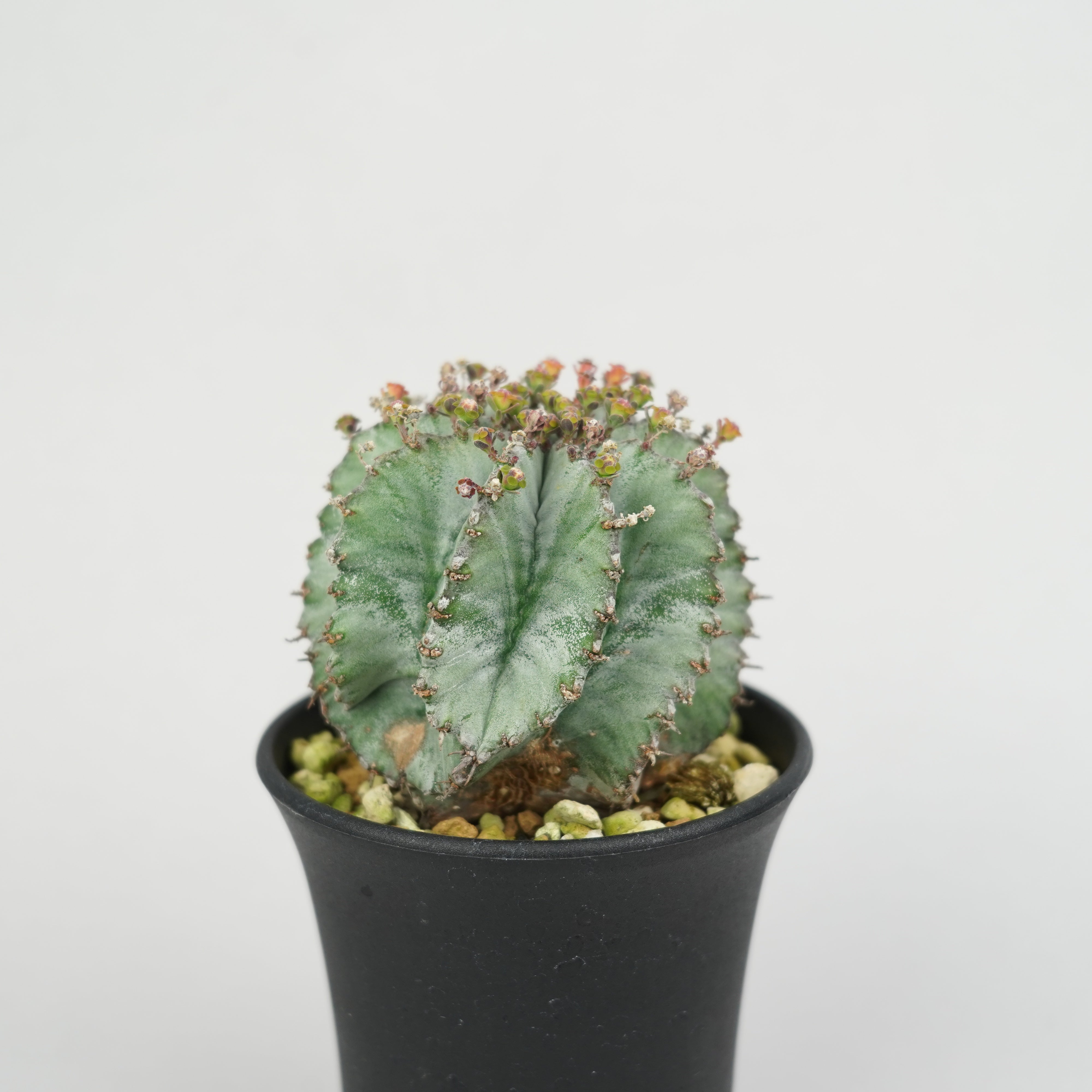 ユーフォルビア・ホリダ 「Euphorbia horrida」/EU297 – Hachi-8