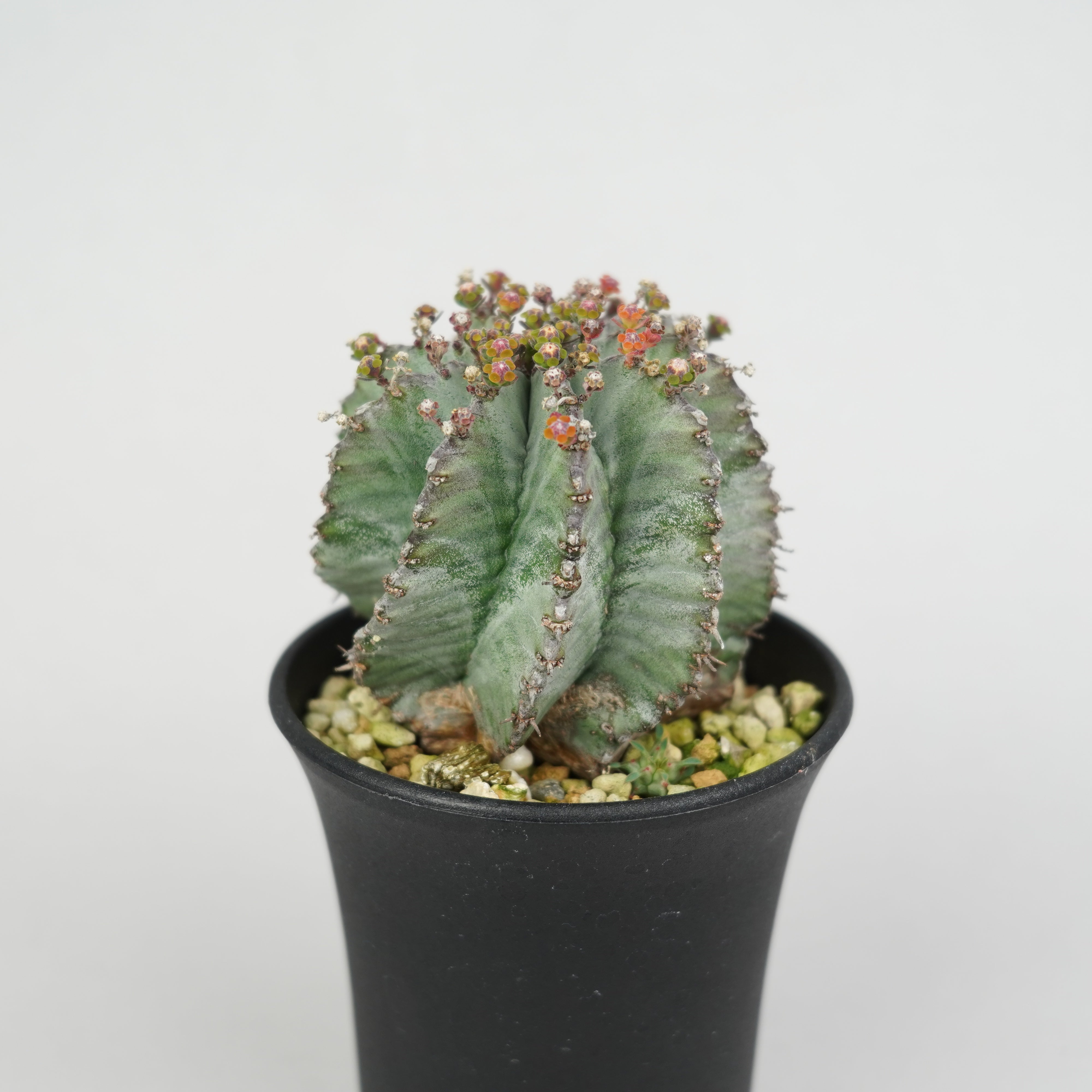 ユーフォルビア・ホリダ 「Euphorbia horrida」/EU297 – Hachi-8