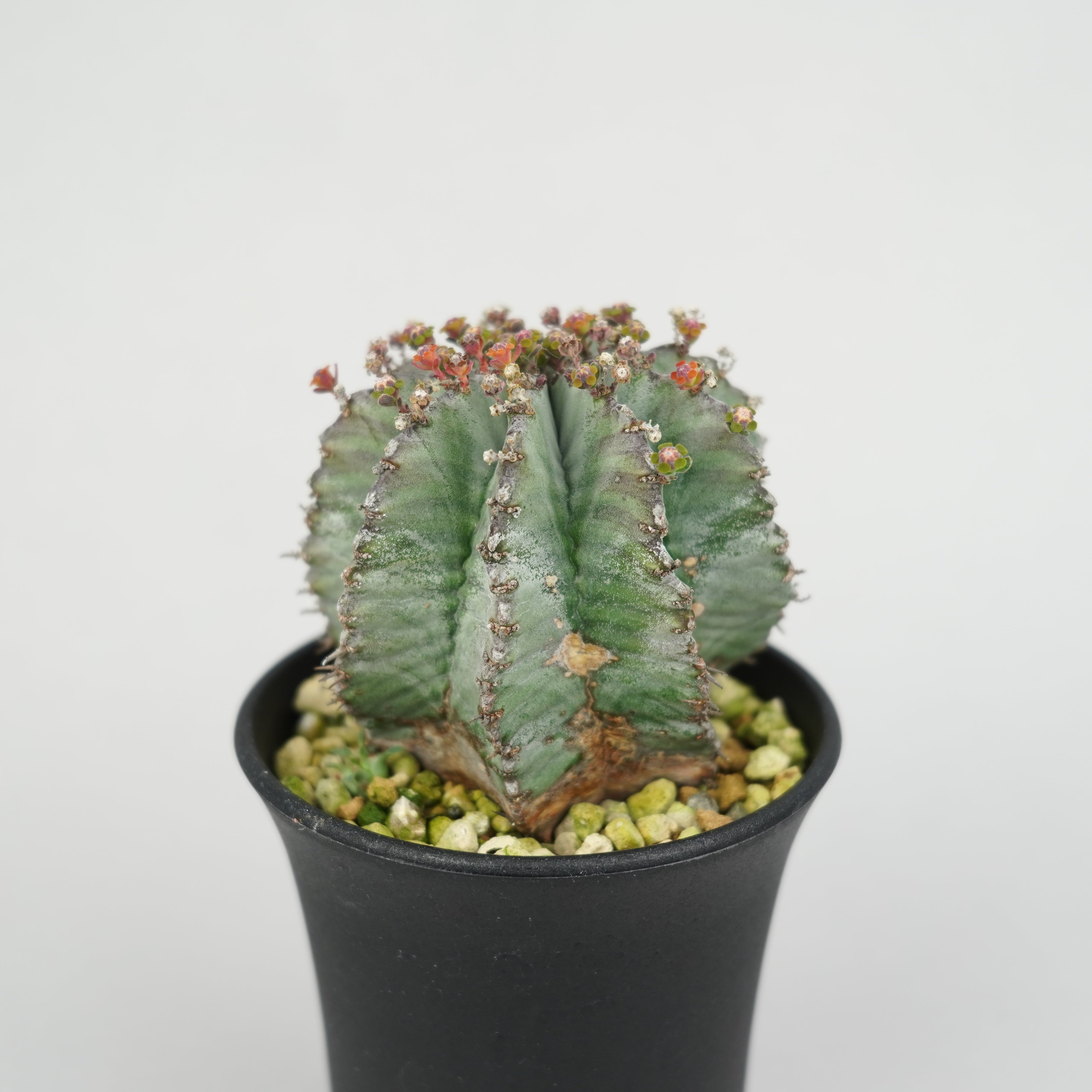 ユーフォルビア・ホリダ 「Euphorbia horrida」/EU297 – Hachi-8