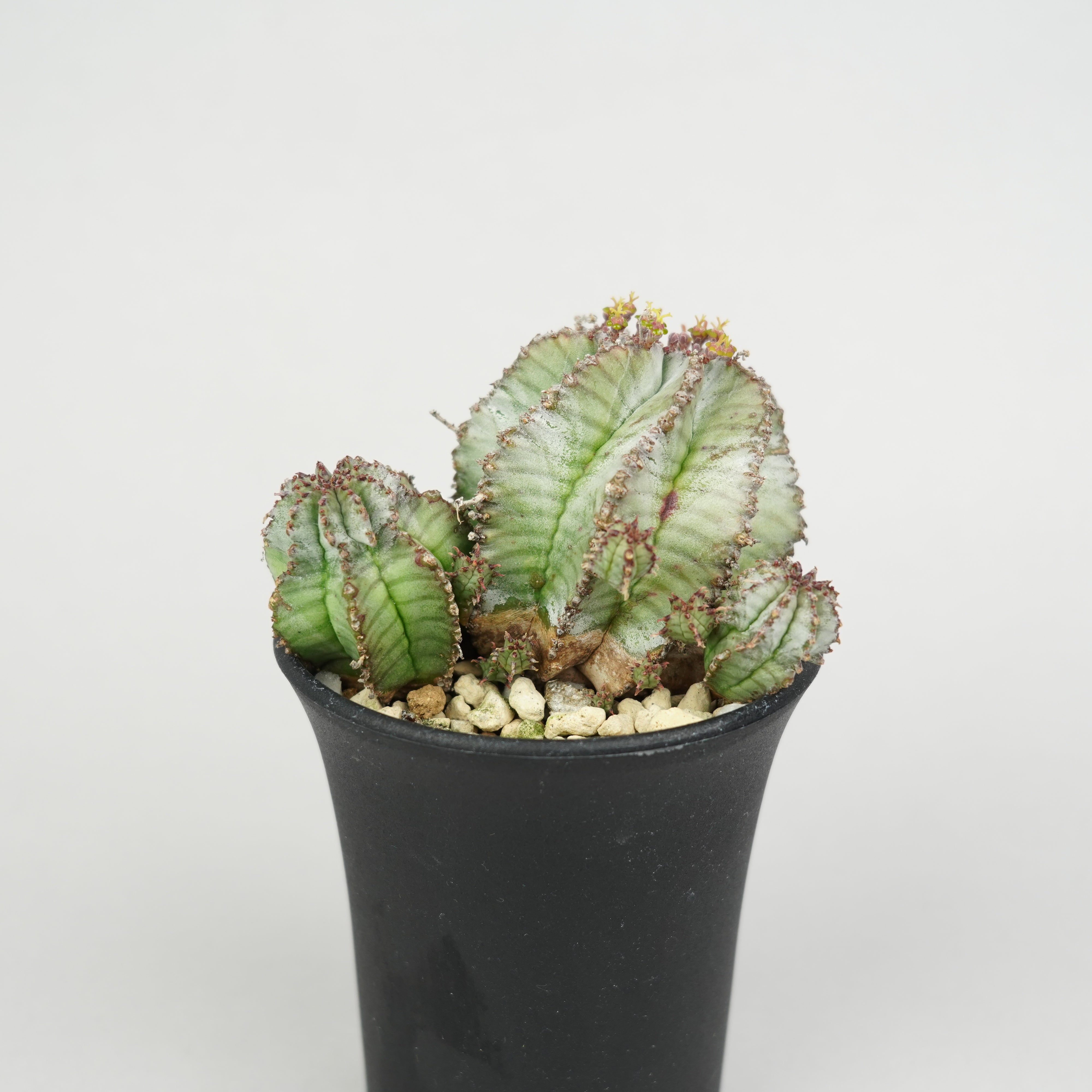 ユーフォルビア・ホリダ 「Euphorbia horrida」/EU286 – Hachi-8