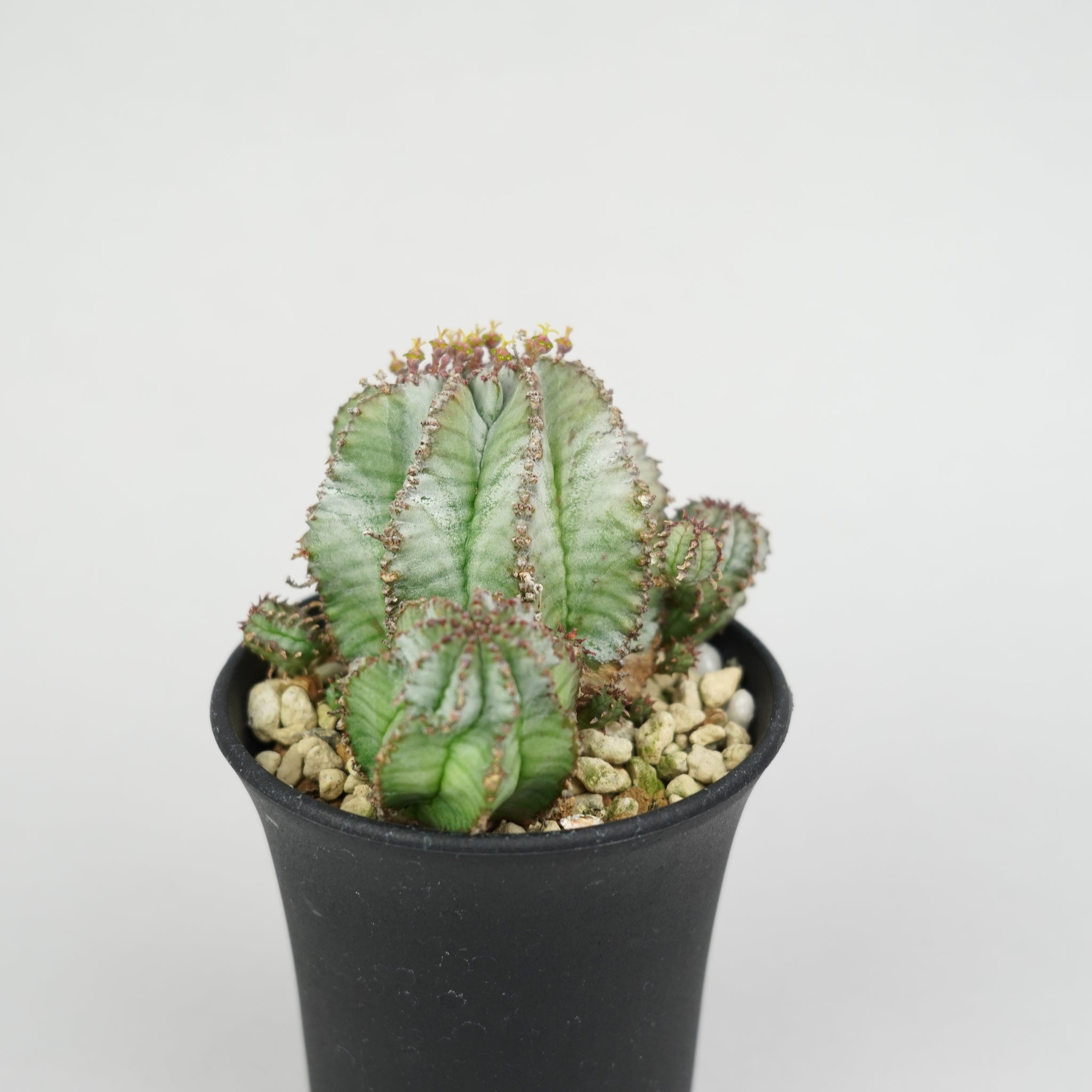 ユーフォルビア・ホリダ 「Euphorbia horrida」/EU286 – Hachi-8