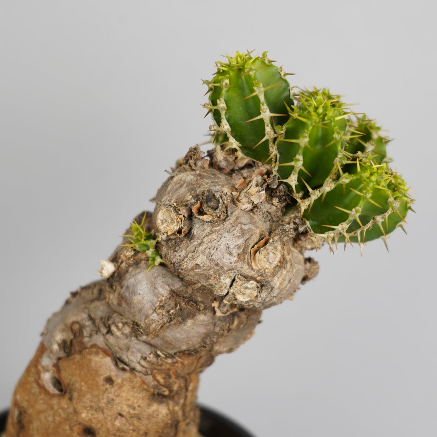 ユーフォルビア ムランジーナ 「Euphorbia mlanjeana」/EU0043