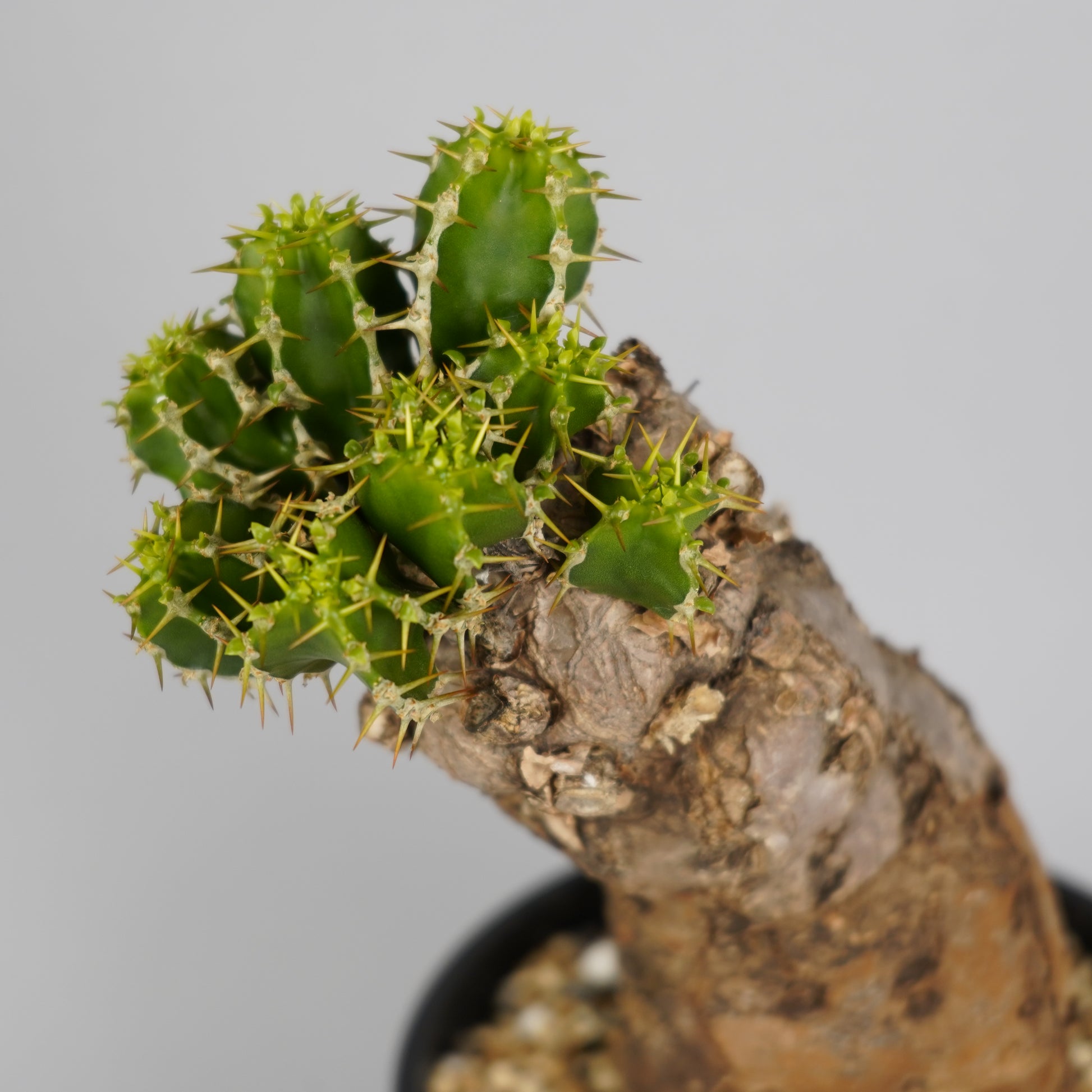 ユーフォルビア ムランジーナ 「Euphorbia mlanjeana」/EU0043 ③ 