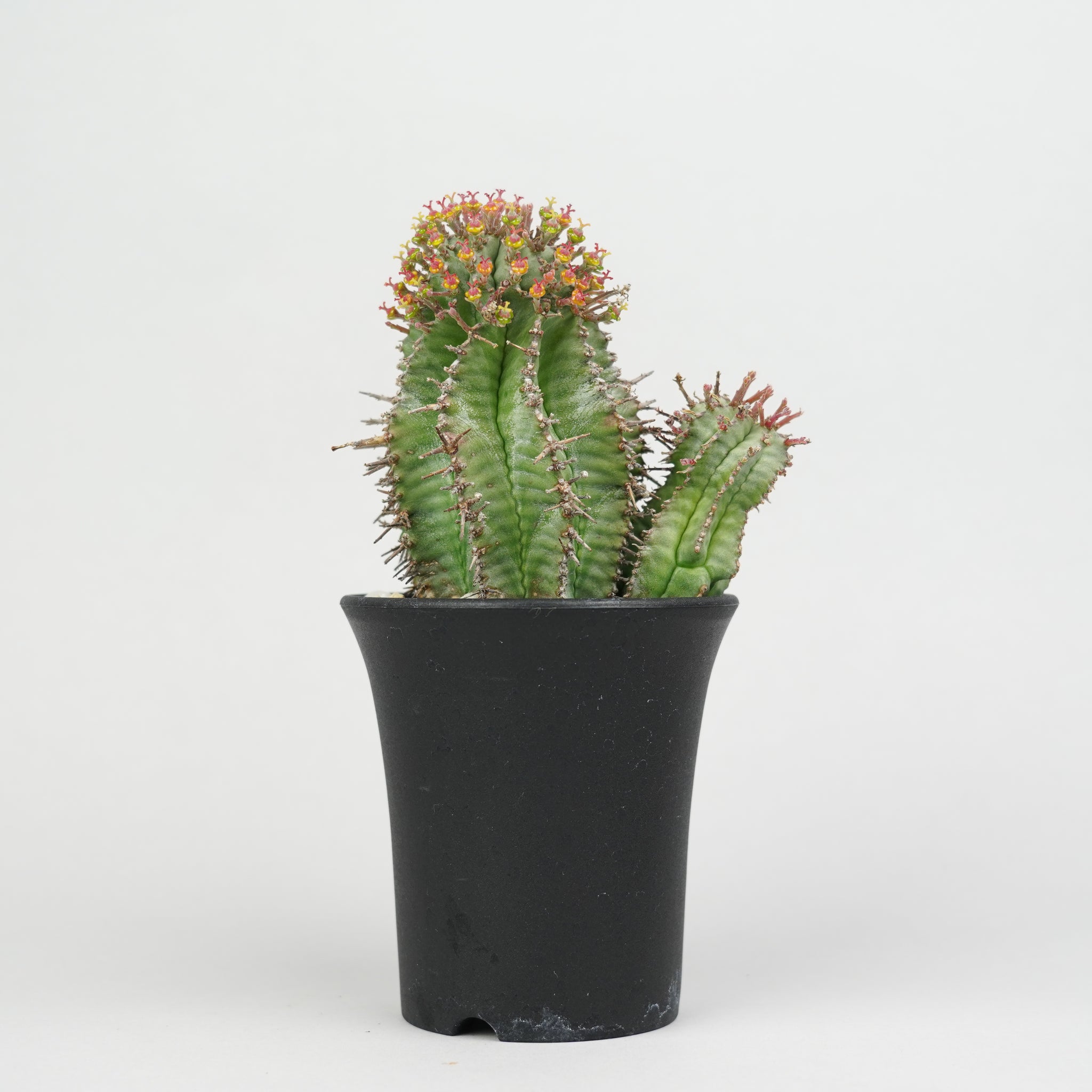 ユーフォルビア・ホリダ 「Euphorbia horrida」/EU285 – Hachi-8