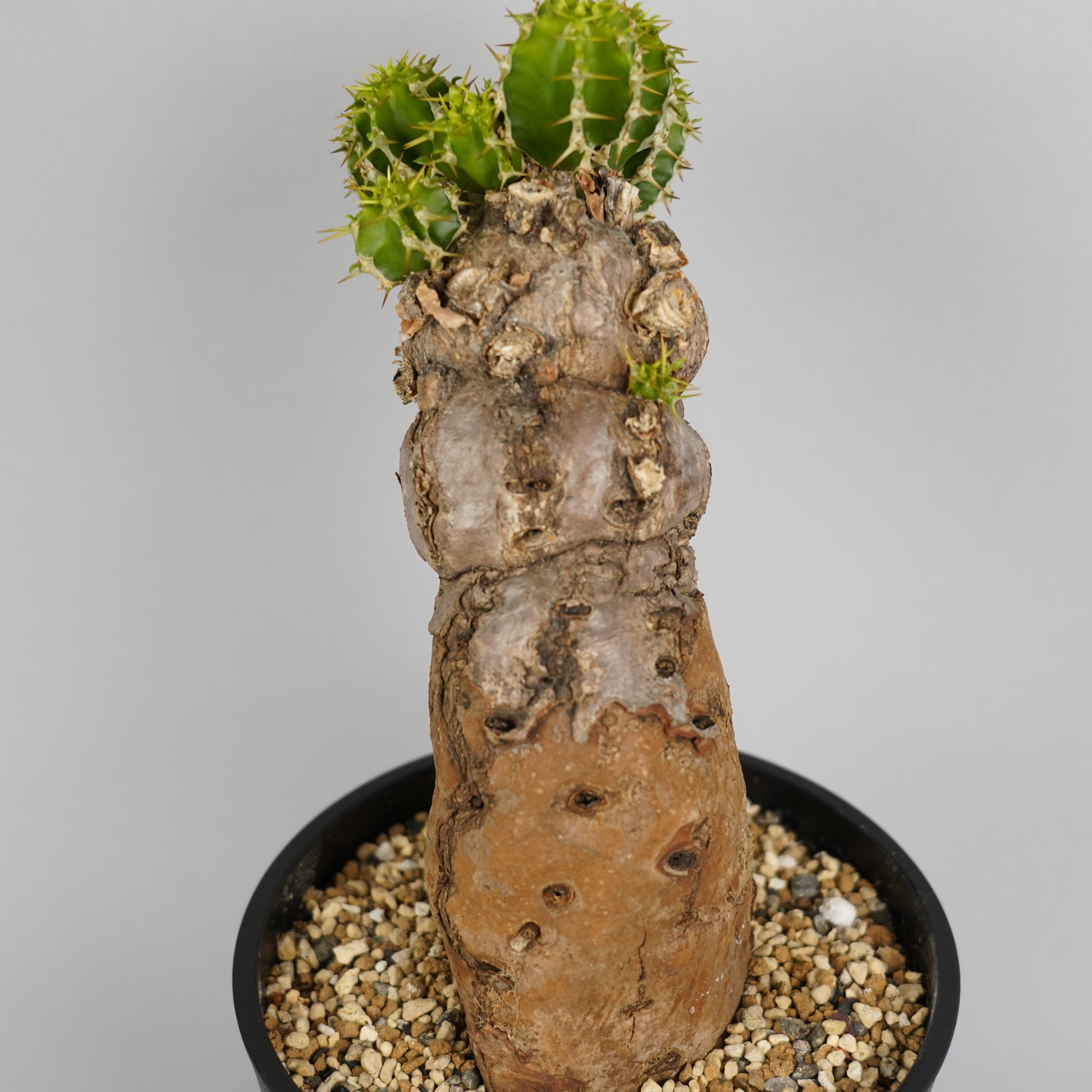 Euphorbia mlanjeana【ユーフォルビア ムランジーナ】 - 観葉植物