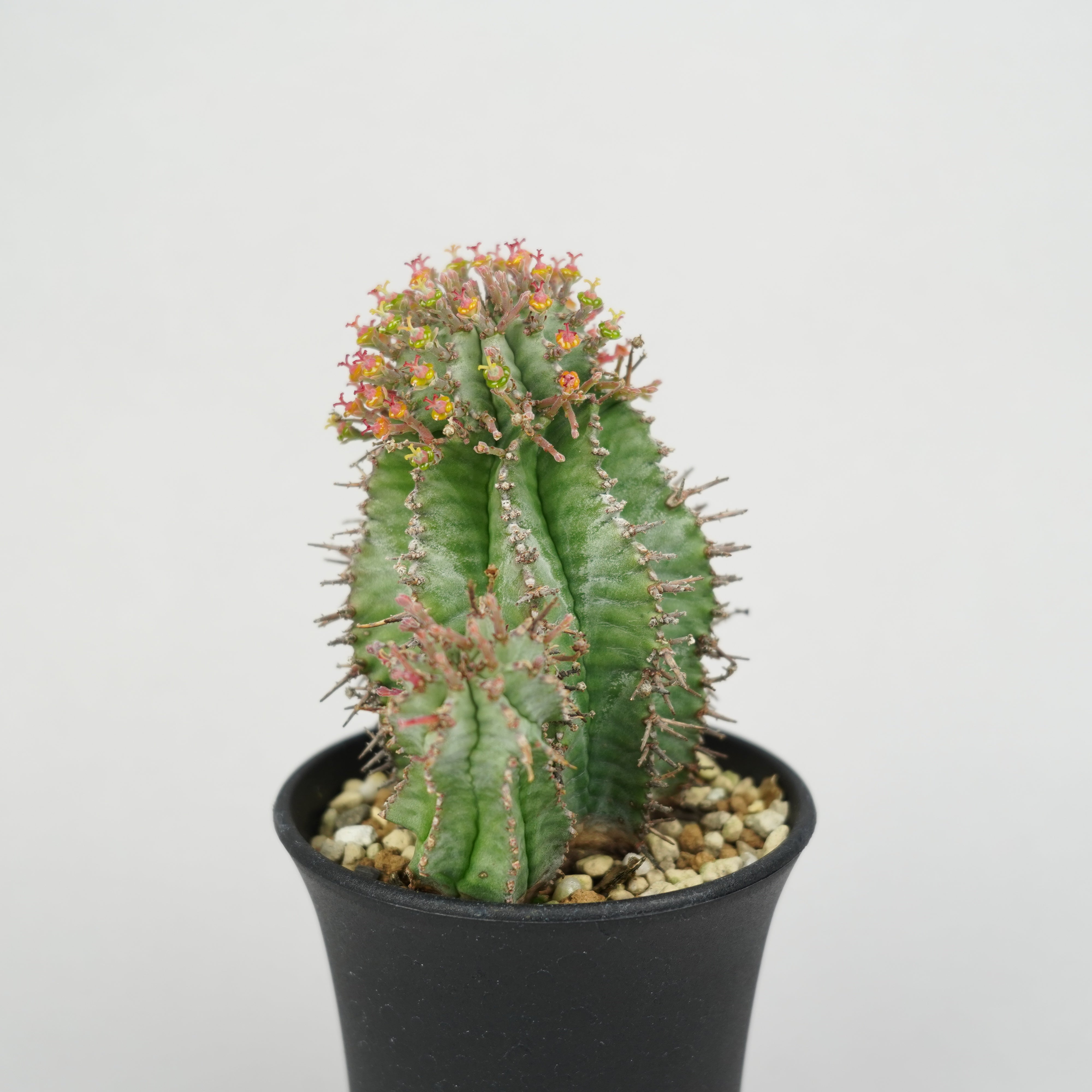 ユーフォルビア・ホリダ 「Euphorbia horrida」/EU285 – Hachi-8