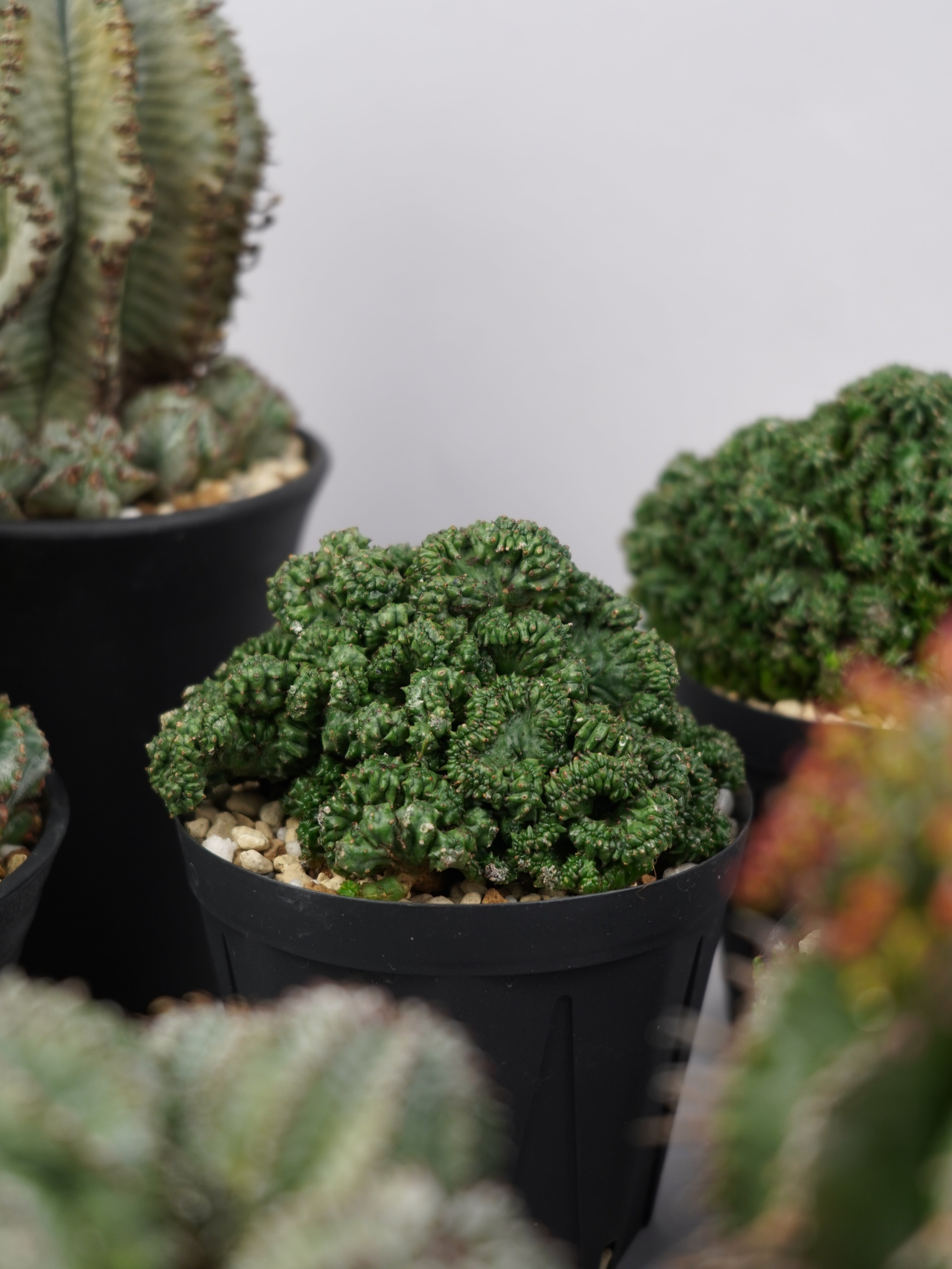 おしゃれな植木鉢や珍しい観葉植物を販売｜鉢と植物専門店 HACHI-8