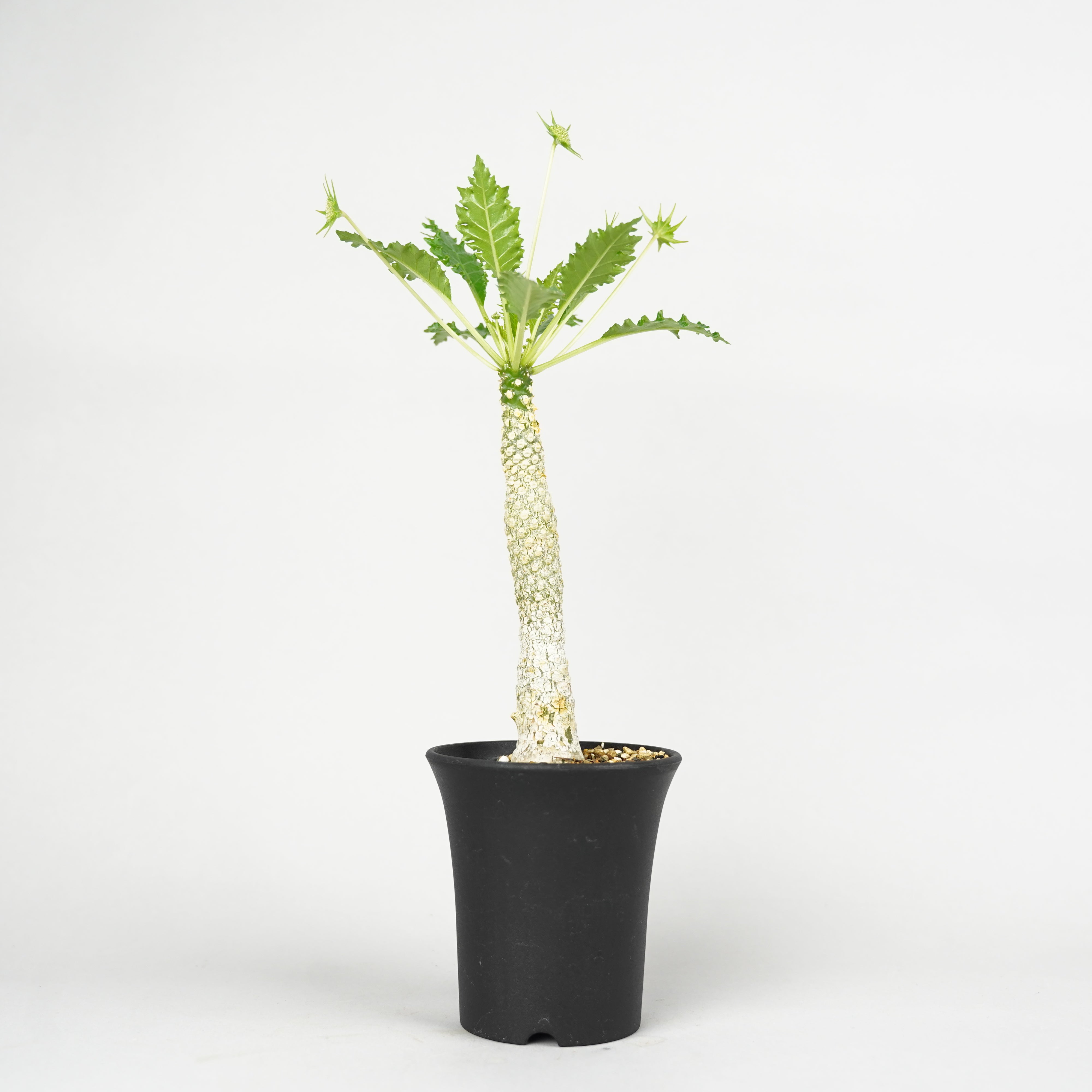 植物/ドルステニア/ホルウッディ – Hachi-8