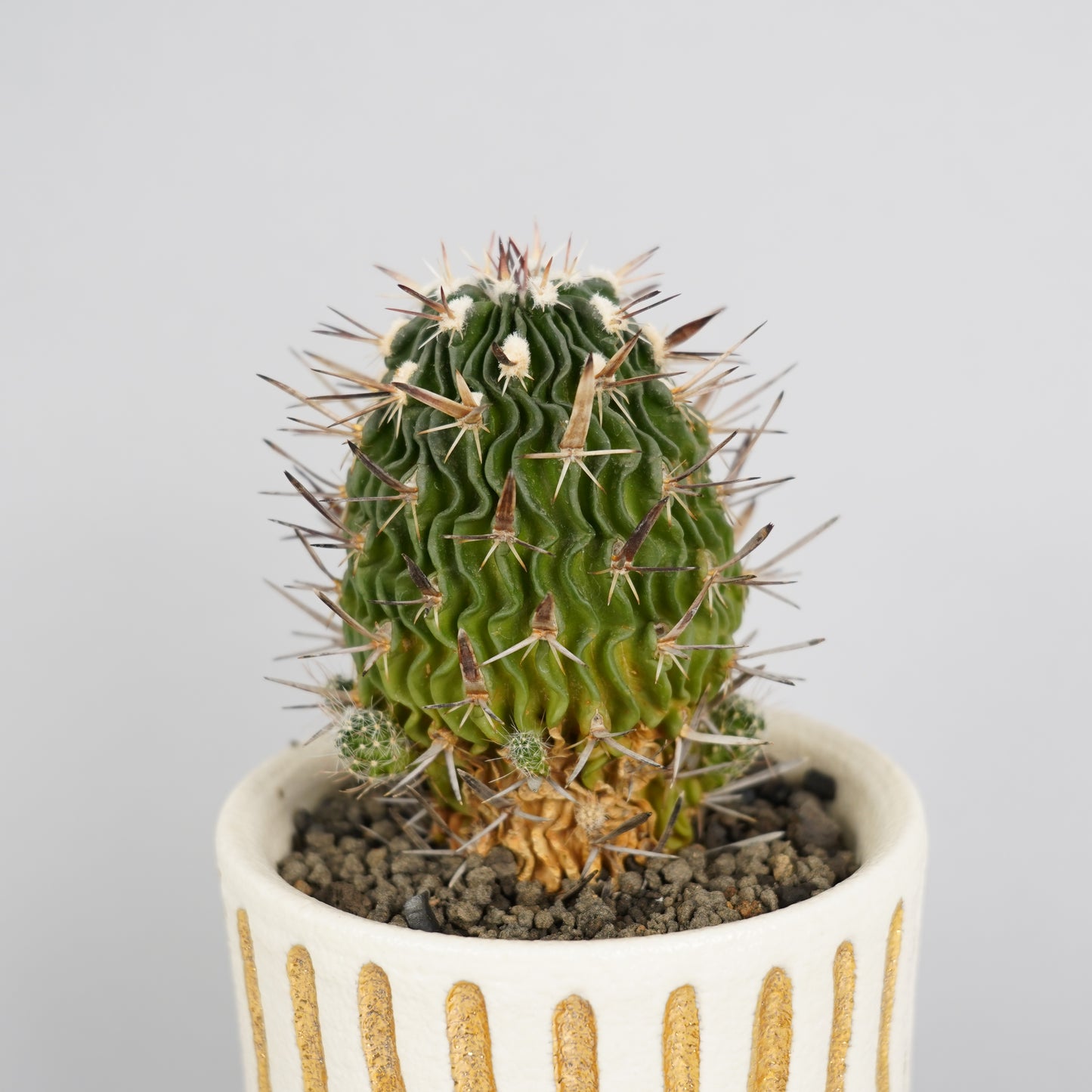 エキノフォスロカクタス 強刺五刺玉 「Echinofossulocactus pentacanthus v.」/CA0167×鉢1KE　②