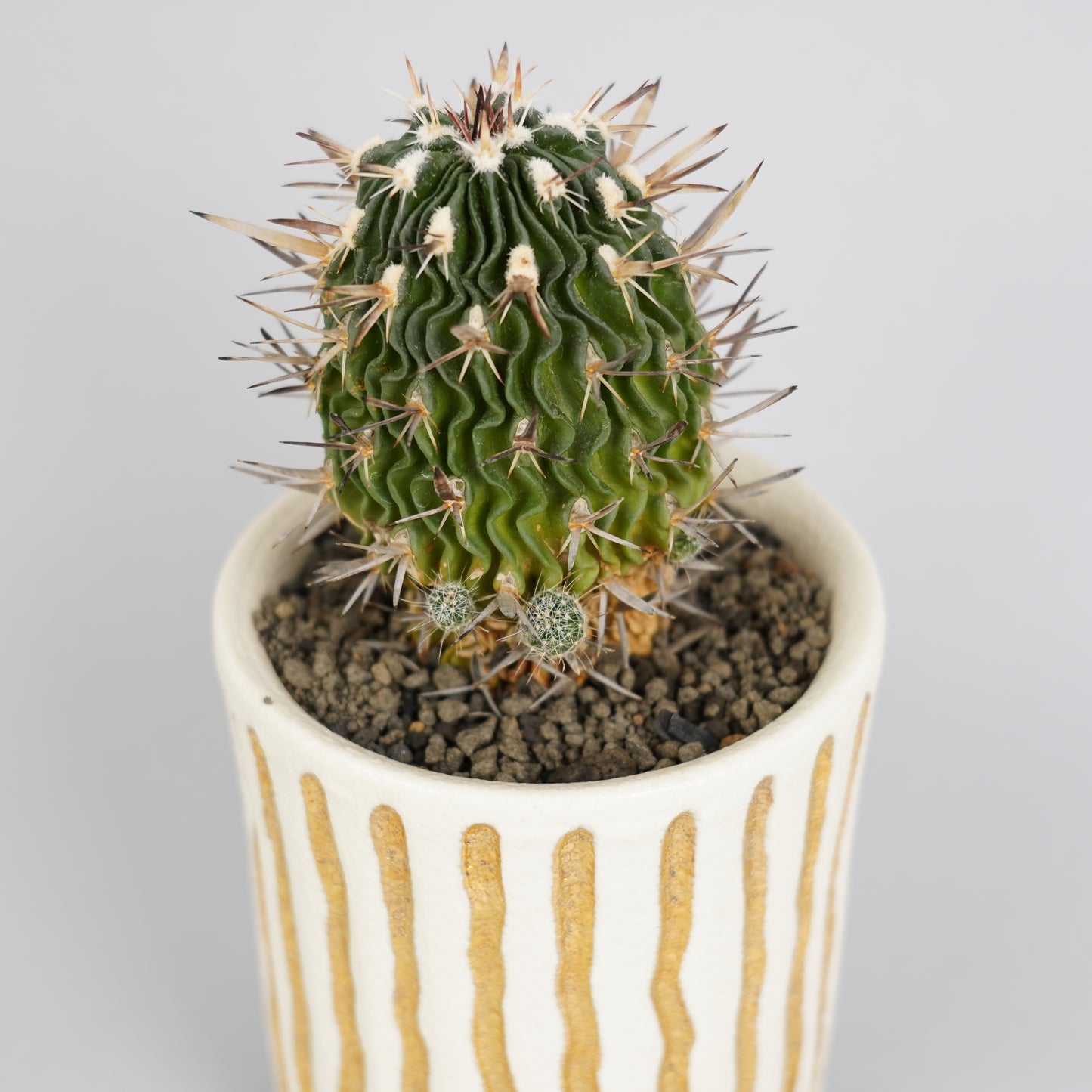 エキノフォスロカクタス 強刺五刺玉 「Echinofossulocactus pentacanthus v.」/CA0167×鉢1KE　②