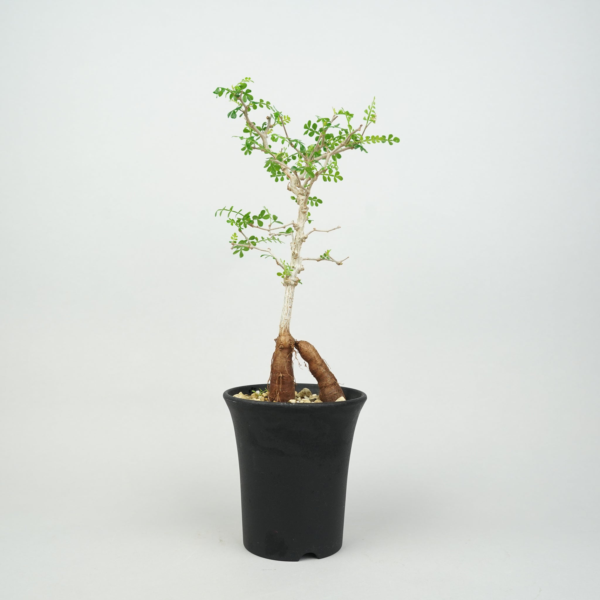 オペルクリカリア　パキプス　実生　鉢ごと オペルクリカリア・パキプス 実生「Operculicarya pachypus seedling