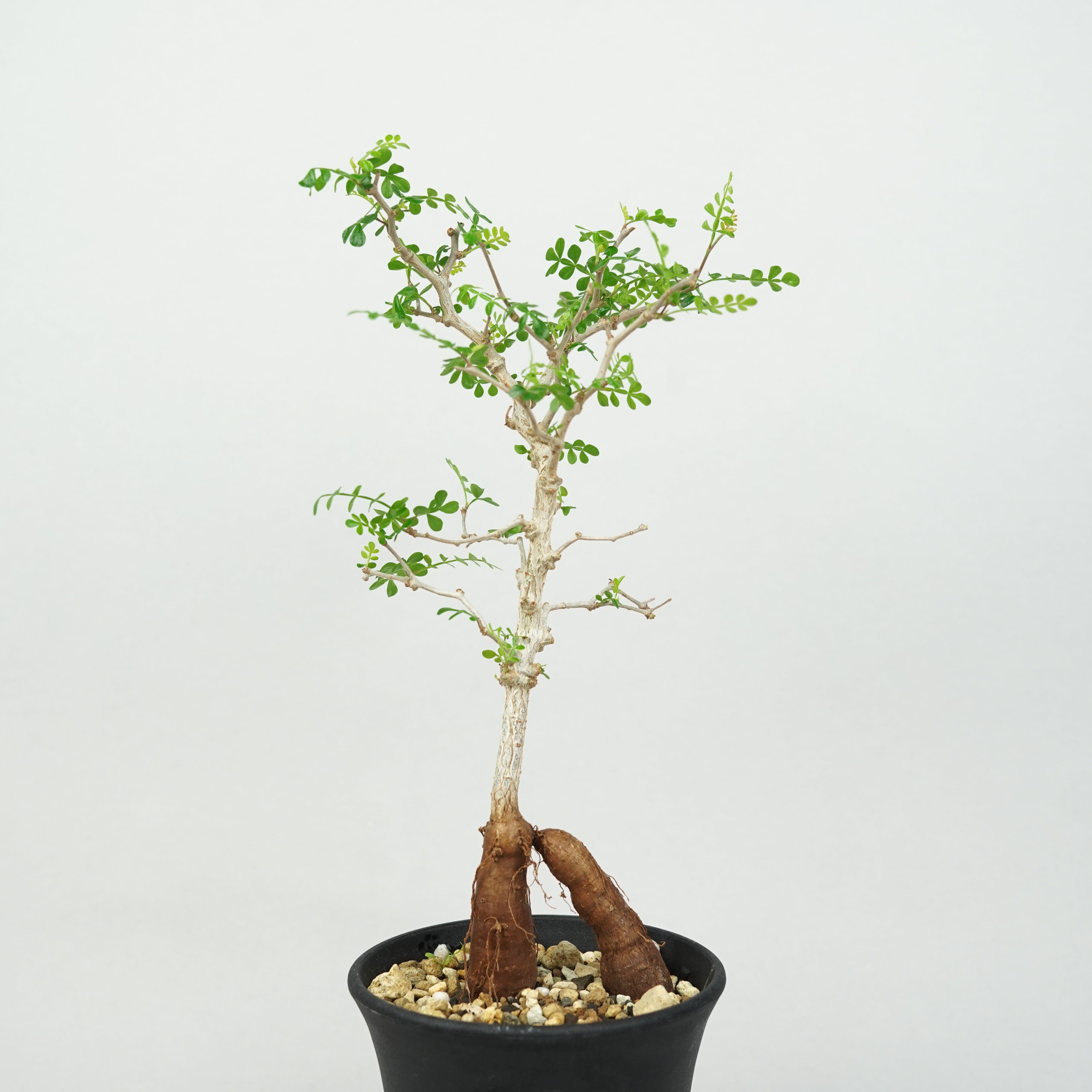 オペルクリカリア パキプス 実生 幅3㎝強 オペルクリカリア・パキプス 実生「Operculicarya pachypus seedling