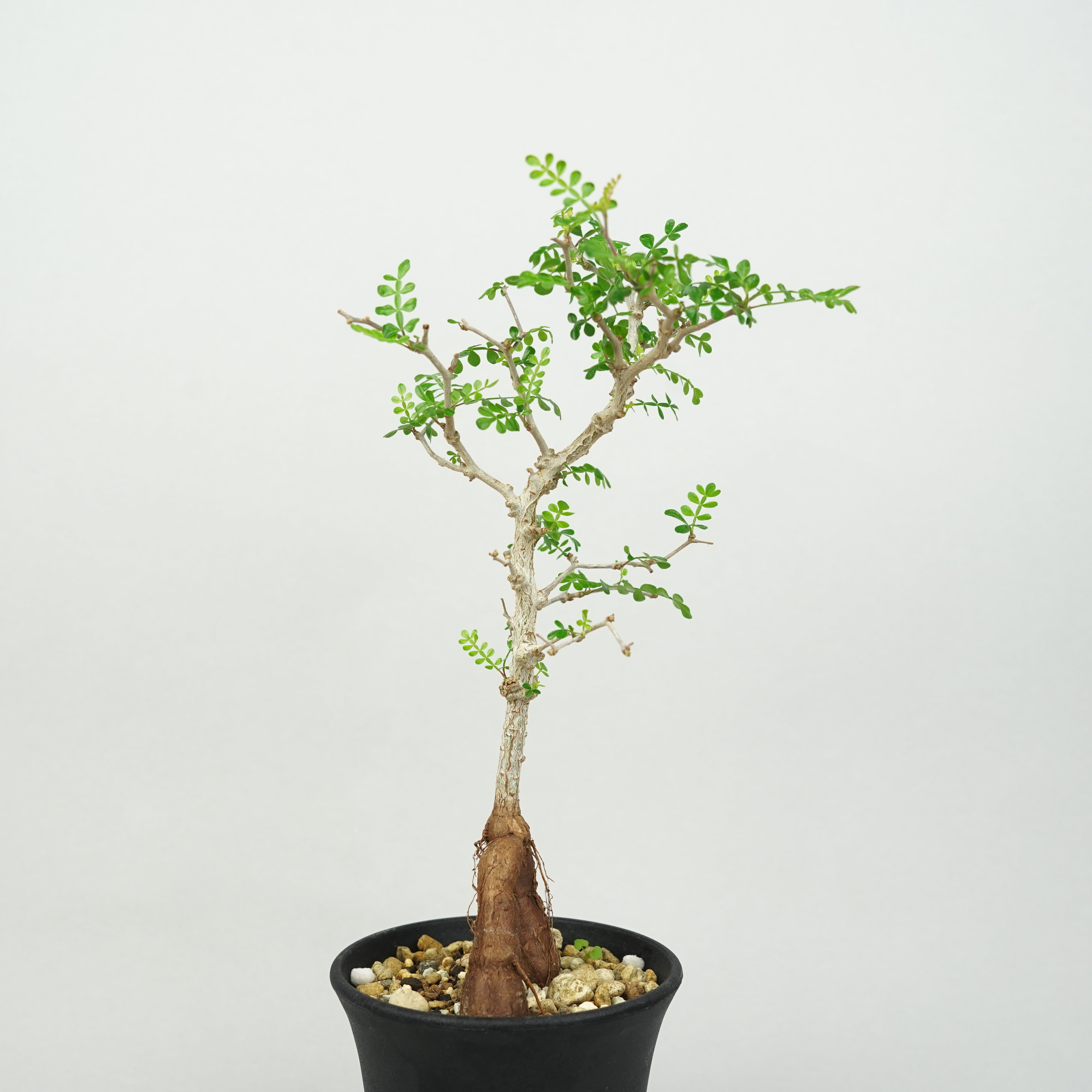 オペルクリカリア・パキプス 実生「Operculicarya pachypus seedling