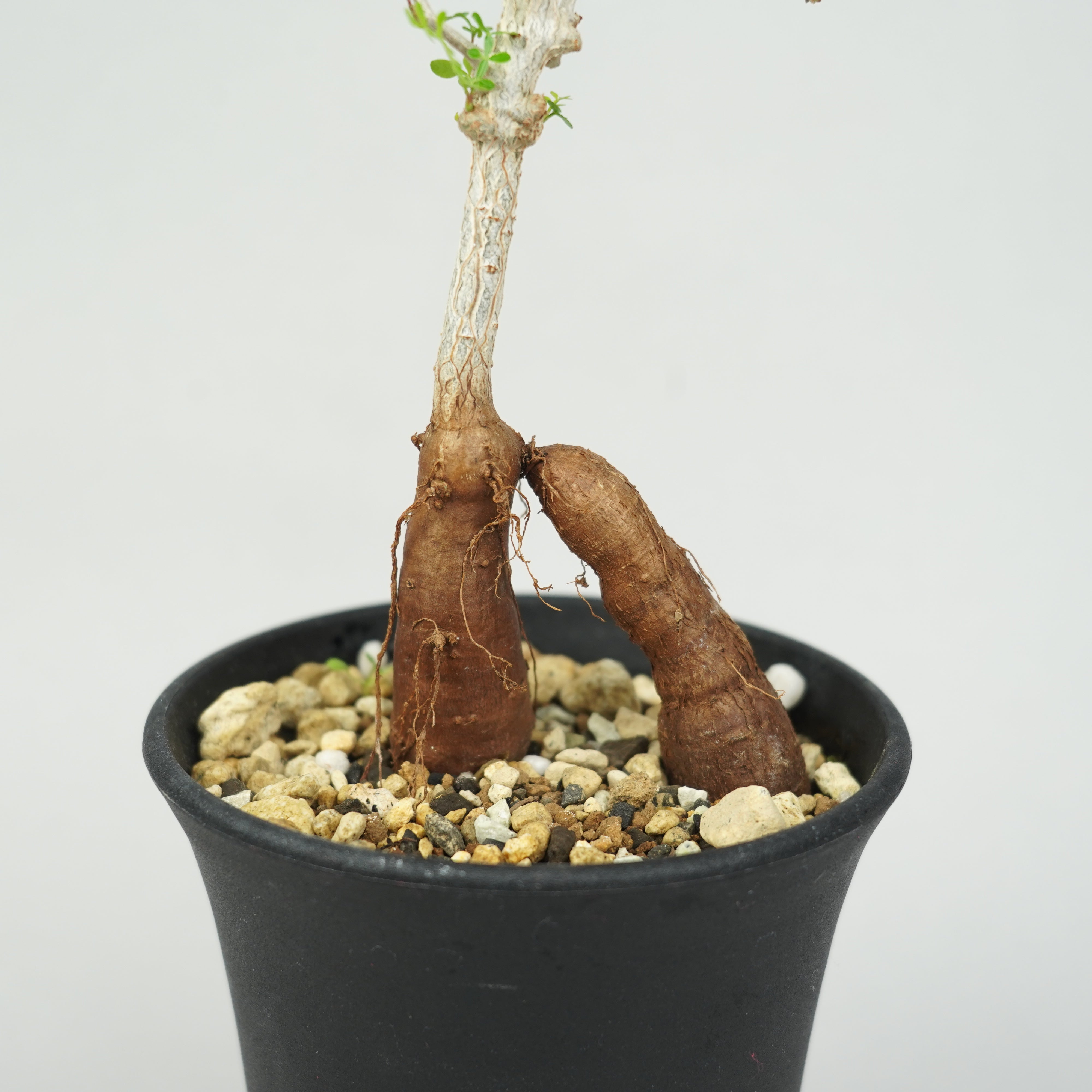 オペルクリカリア・パキプス 実生「Operculicarya pachypus seedling