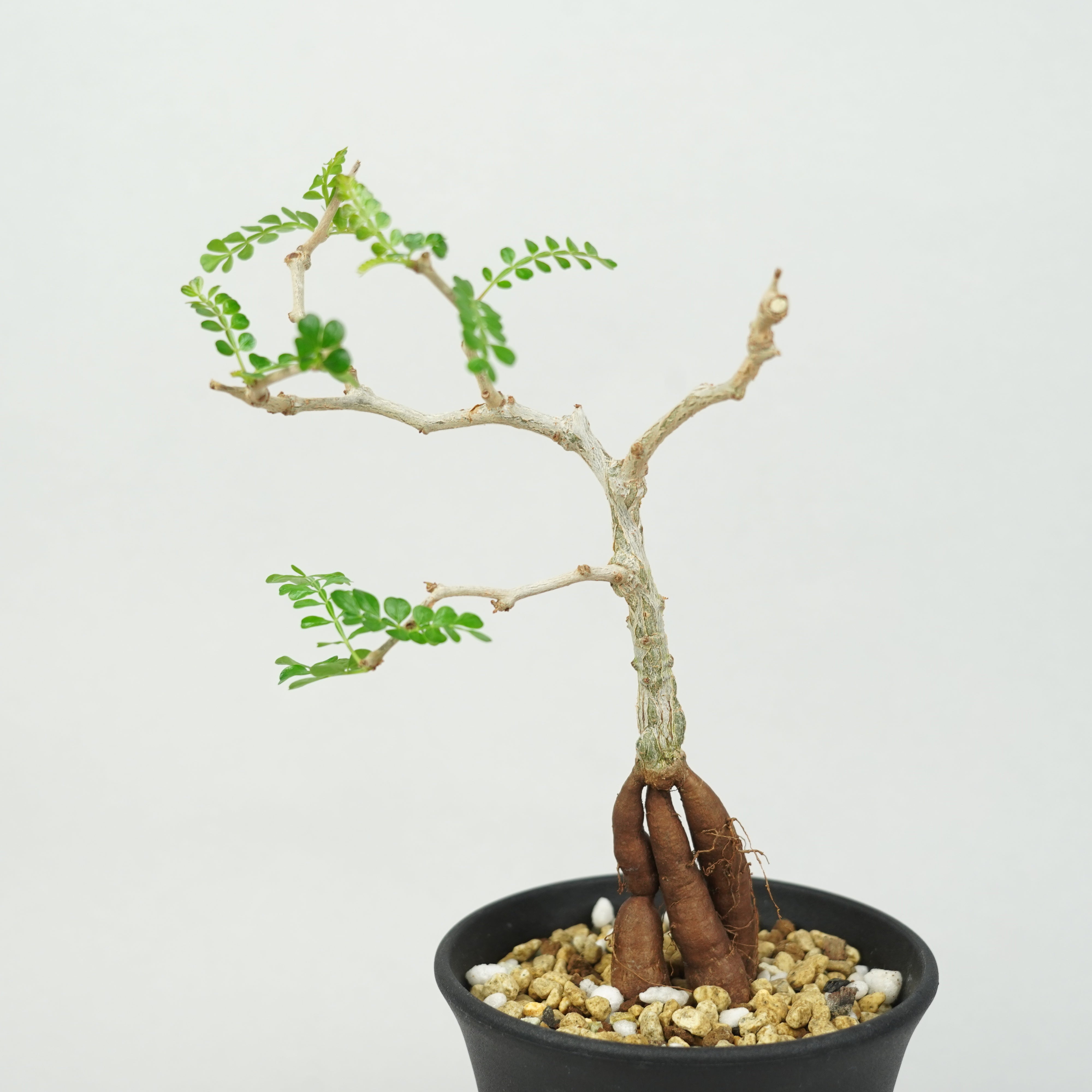 オペルクリカリア・パキプス 実生「Operculicarya pachypus seedling