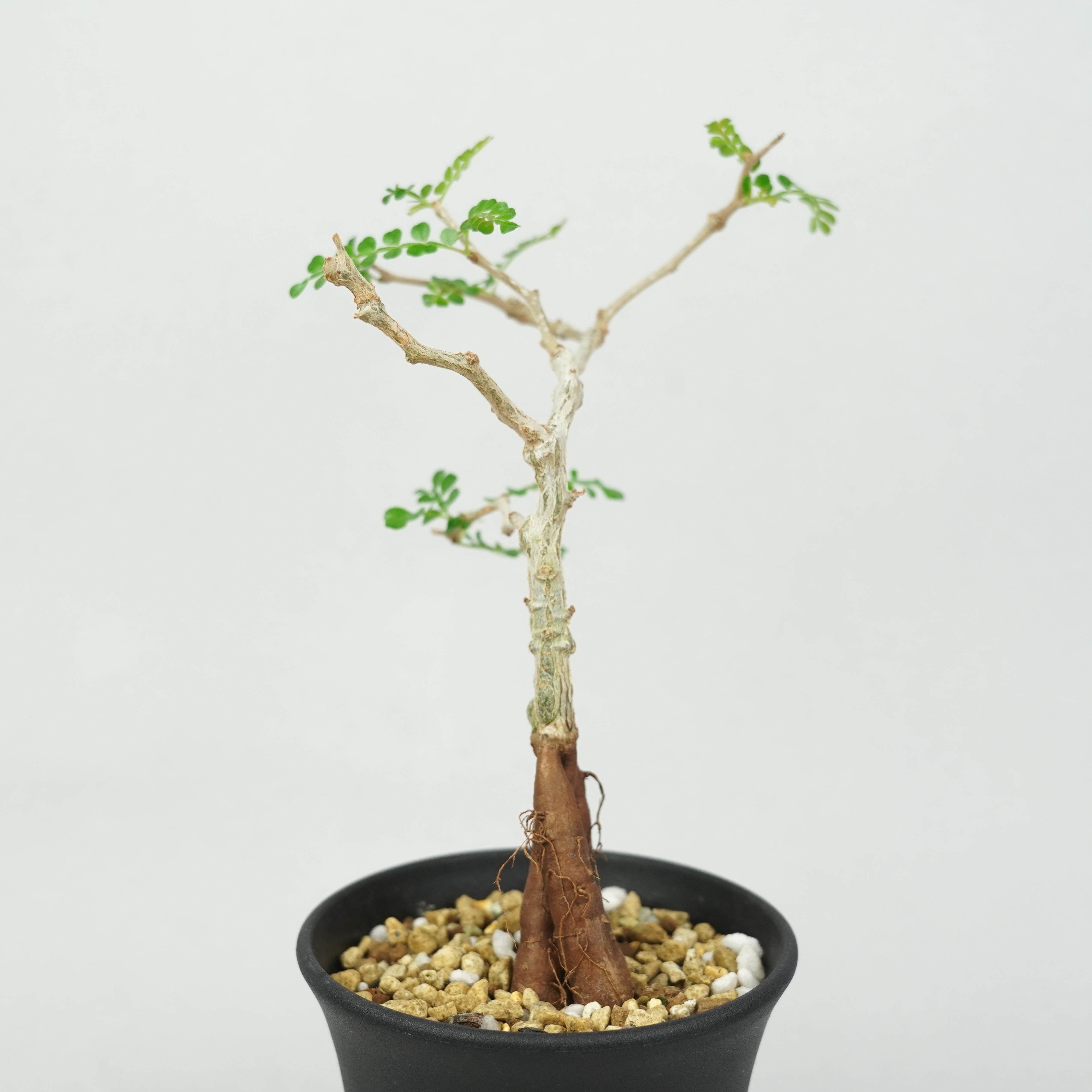 オペルクリカリア・パキプス 実生「Operculicarya pachypus seedling