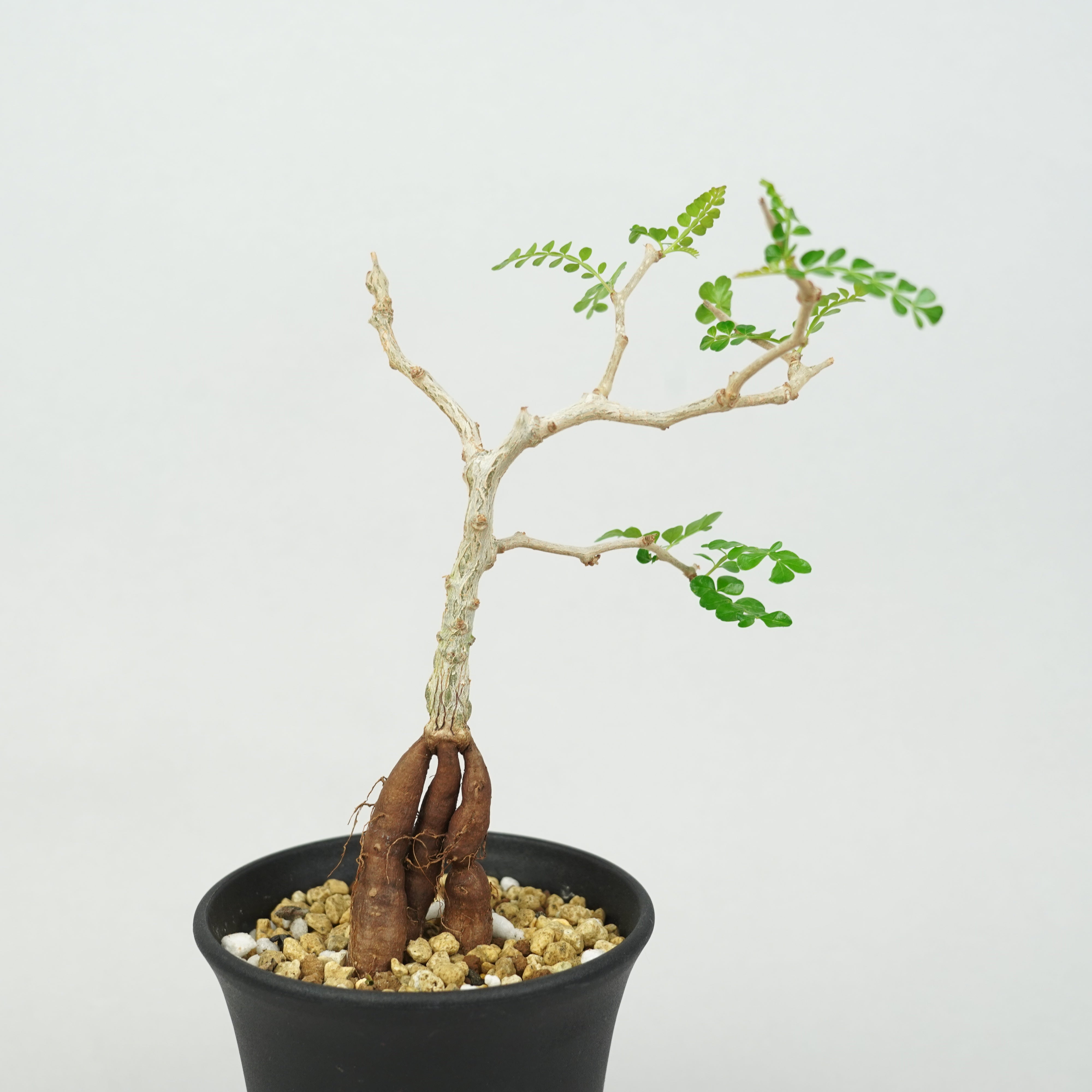 オペルクリカリア・パキプス 実生「Operculicarya pachypus seedling