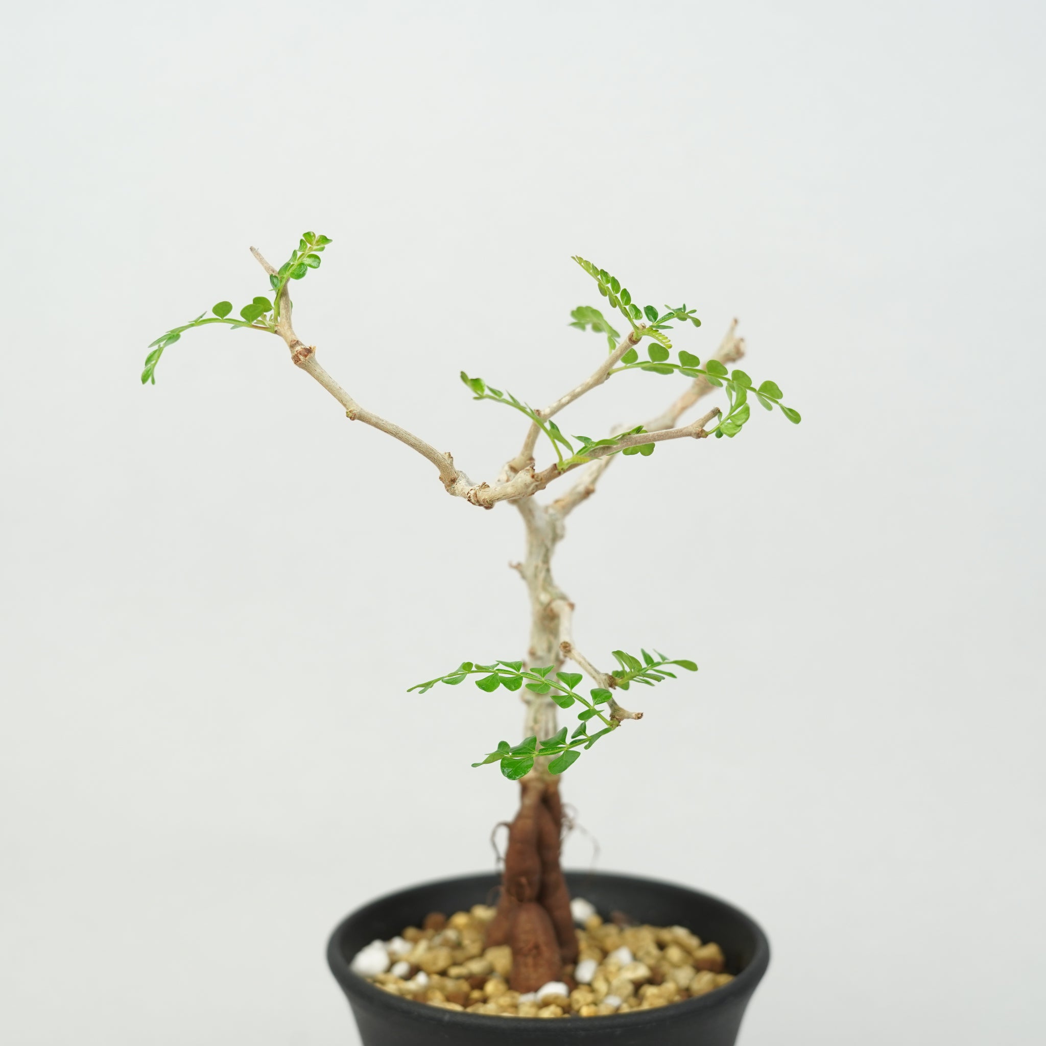 オペルクリカリア　パキプス　実生　鉢ごと オペルクリカリア・パキプス 実生「Operculicarya pachypus seedling