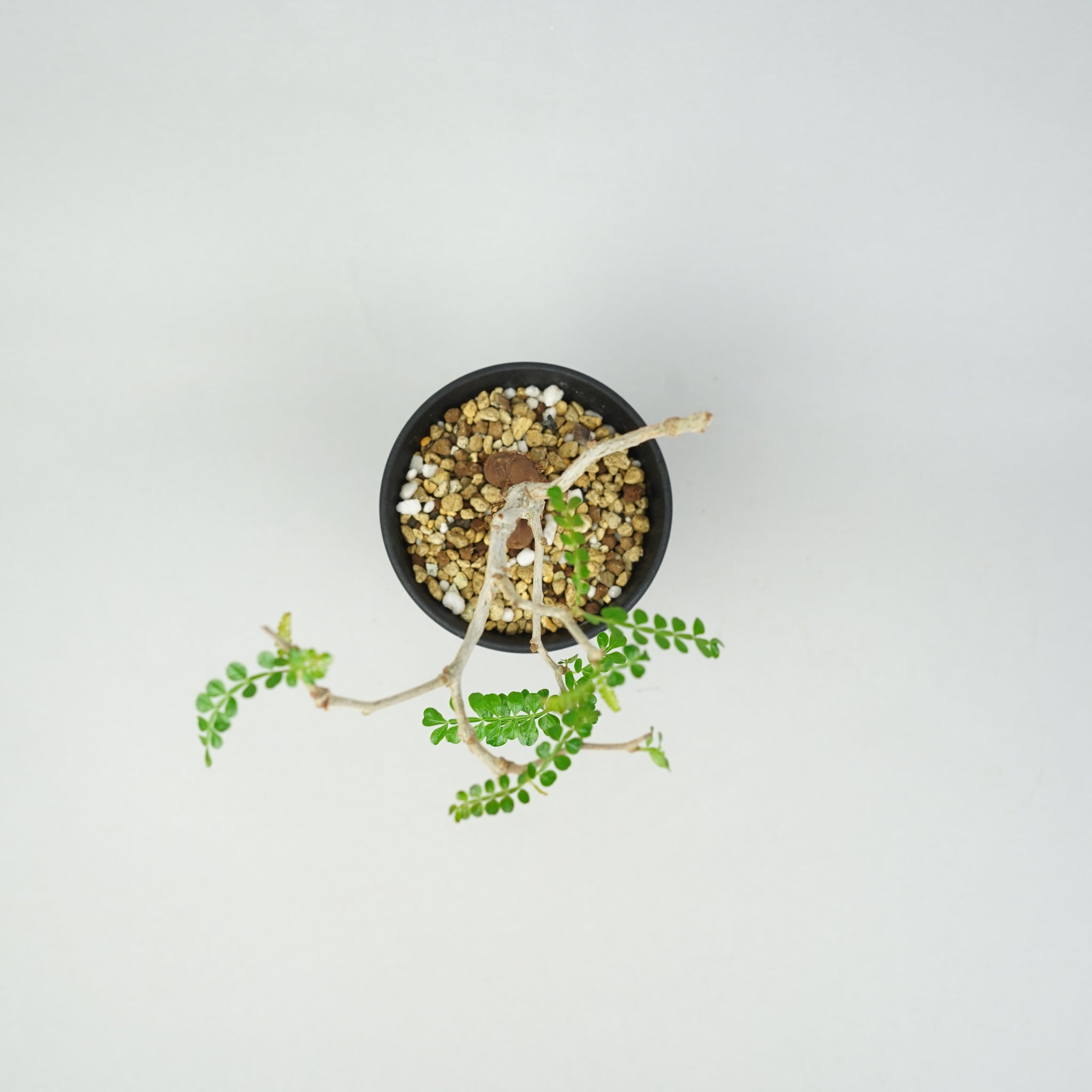 オペルクリカリア・パキプス 実生「Operculicarya pachypus seedling