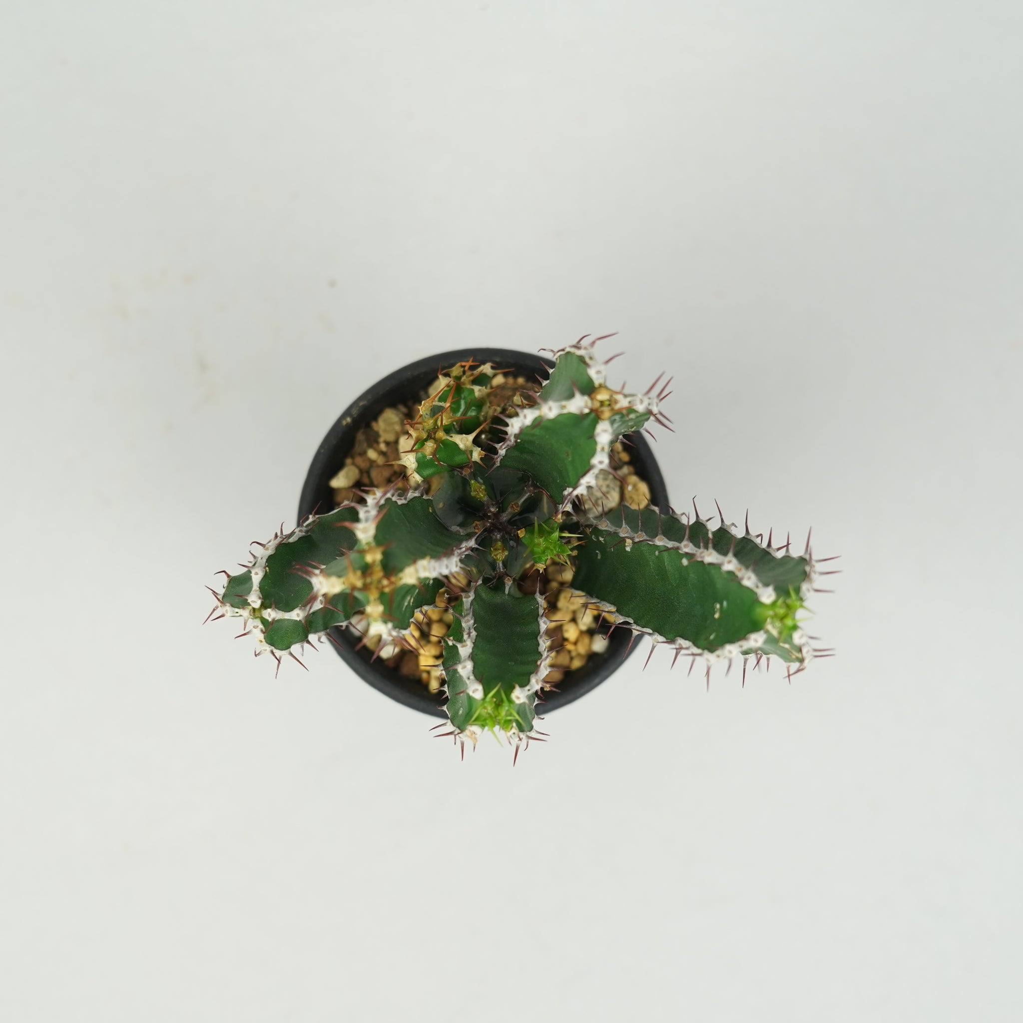 ユーフォルビア・ムランジーナ 実生「Euphorbia Mlanjeana」/EU0877