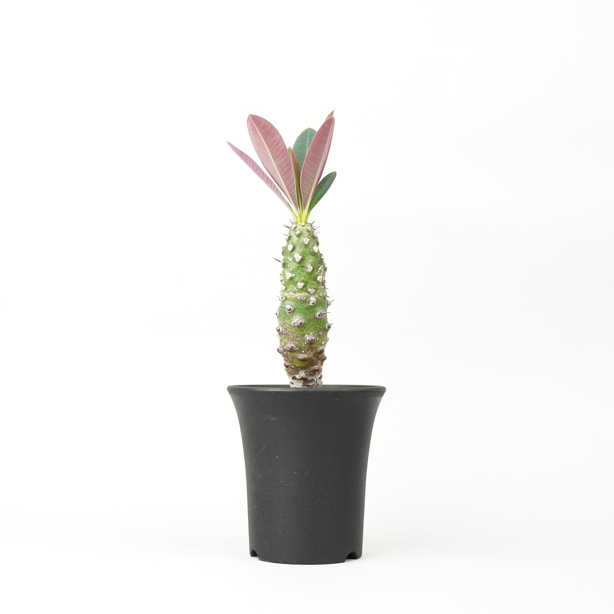 ユーフォルビア・パキポディオイデス「Euphorbia pachypodioides」/ EU379