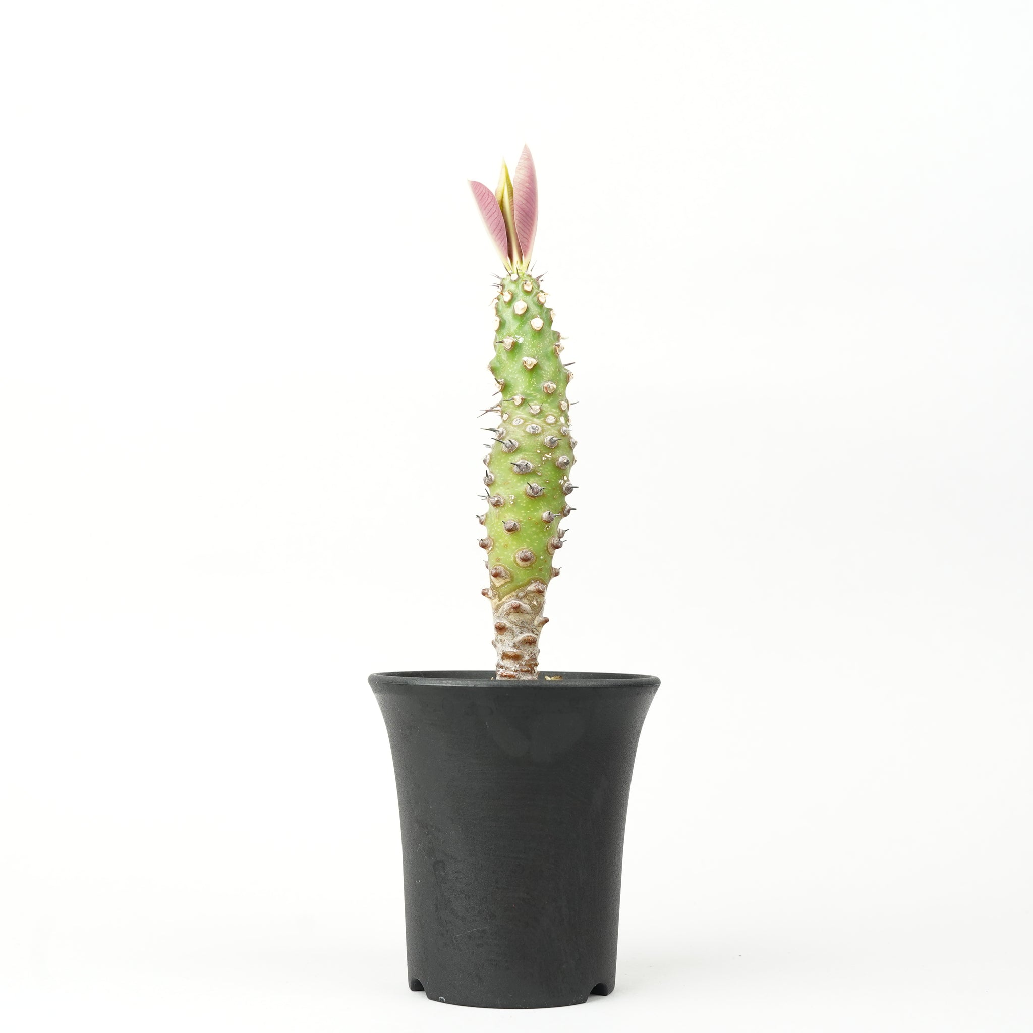 ユーフォルビア・パキポディオイデス「Euphorbia pachypodioides」/ EU375