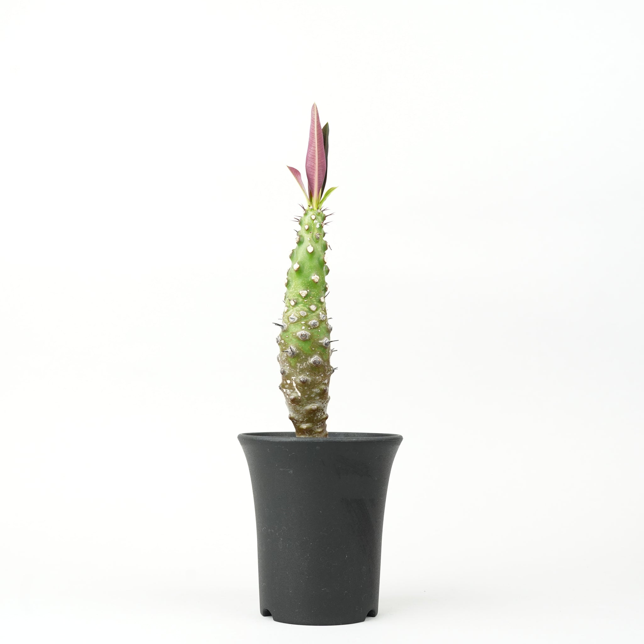 ユーフォルビア・パキポディオイデス「Euphorbia pachypodioides」/ EU373
