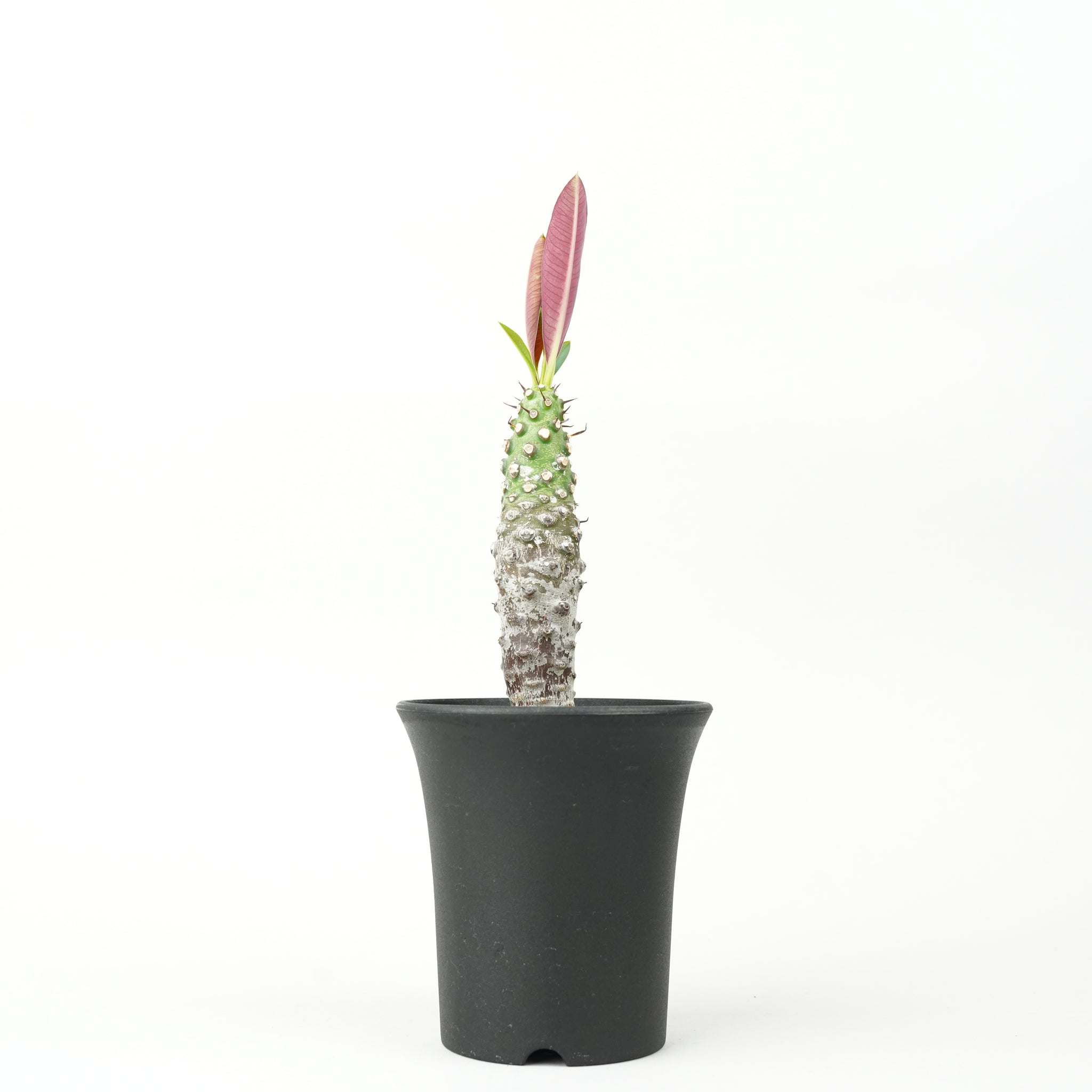 ユーフォルビア・パキポディオイデス「Euphorbia pachypodioides」/ EU372