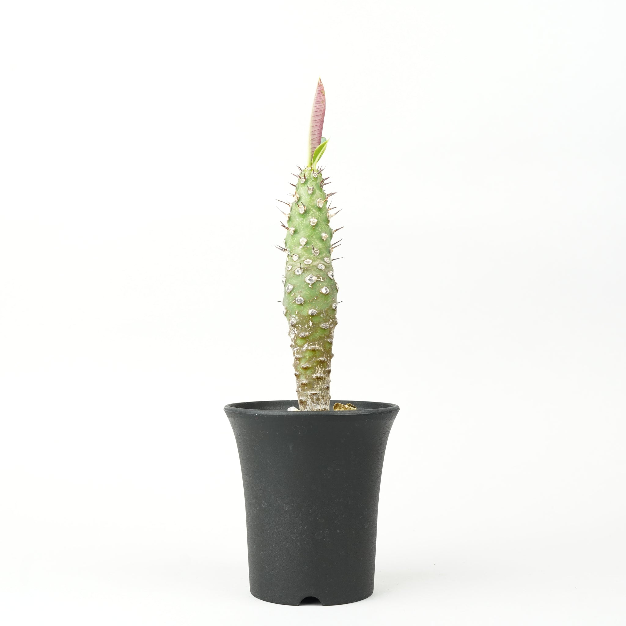 ユーフォルビア・パキポディオイデス「Euphorbia pachypodioides」/ EU370