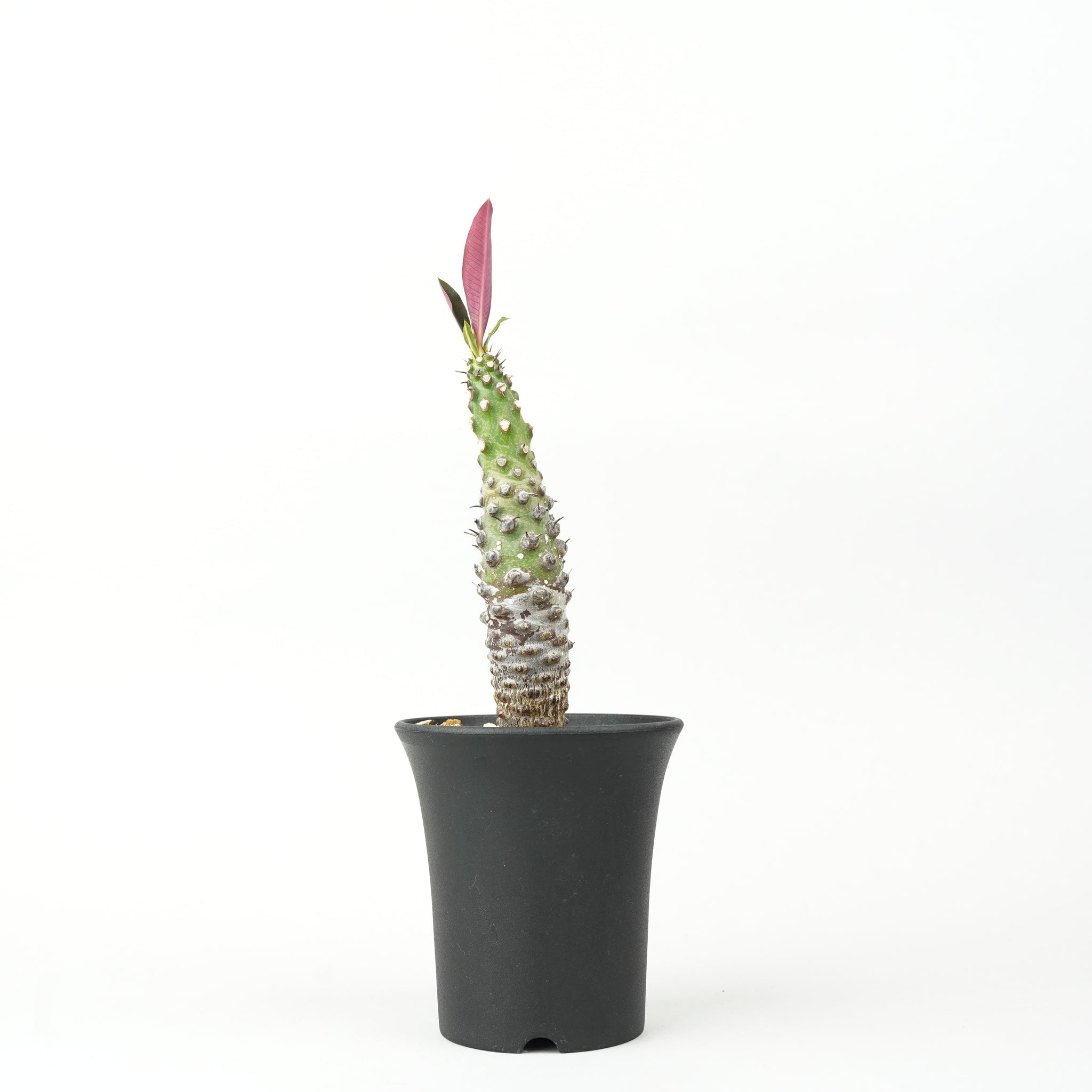 ユーフォルビア・パキポディオイデス「Euphorbia pachypodioides」/ EU371