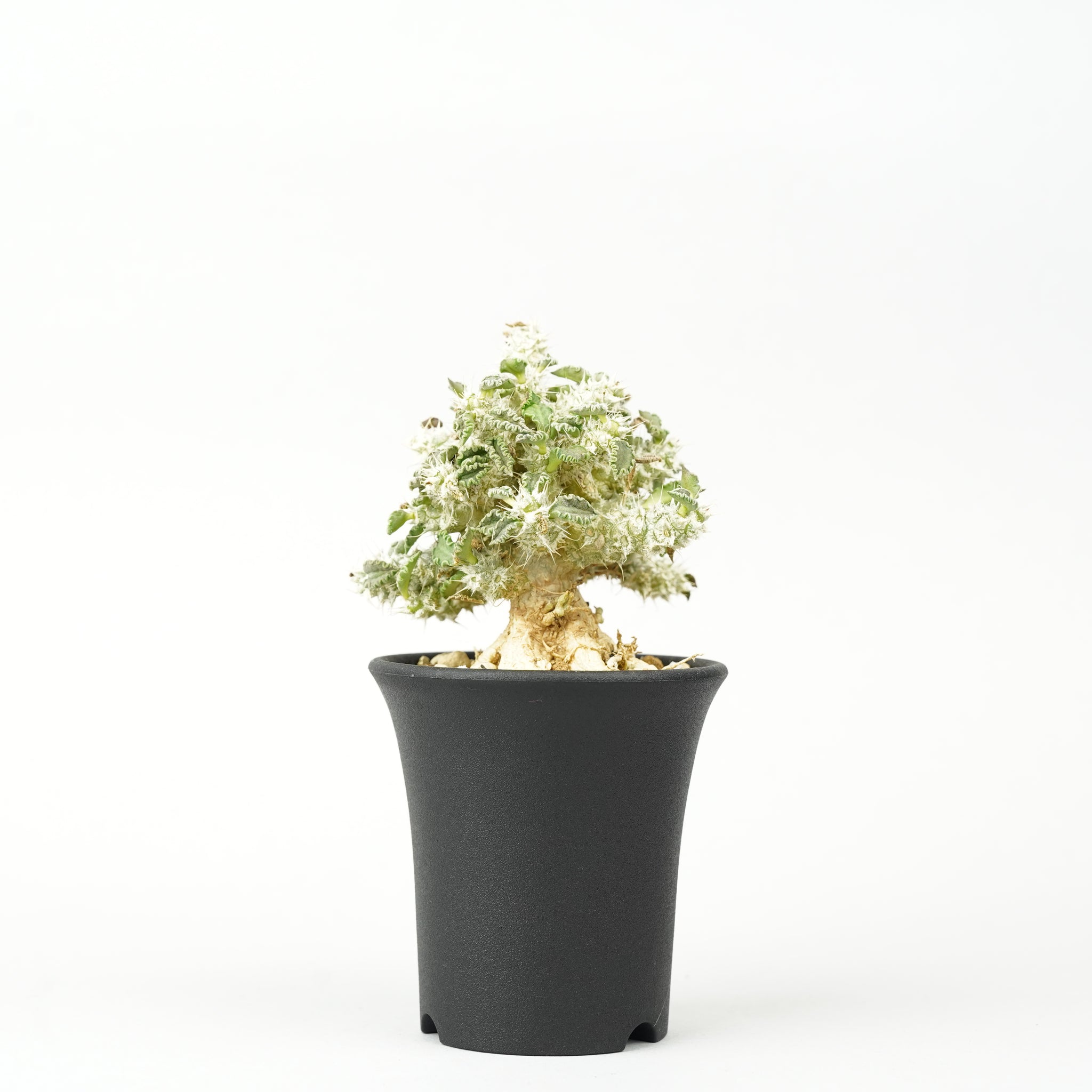 ユーフォルビア・トゥレアレンシス「Euphorbia tulearensis」/EU0349