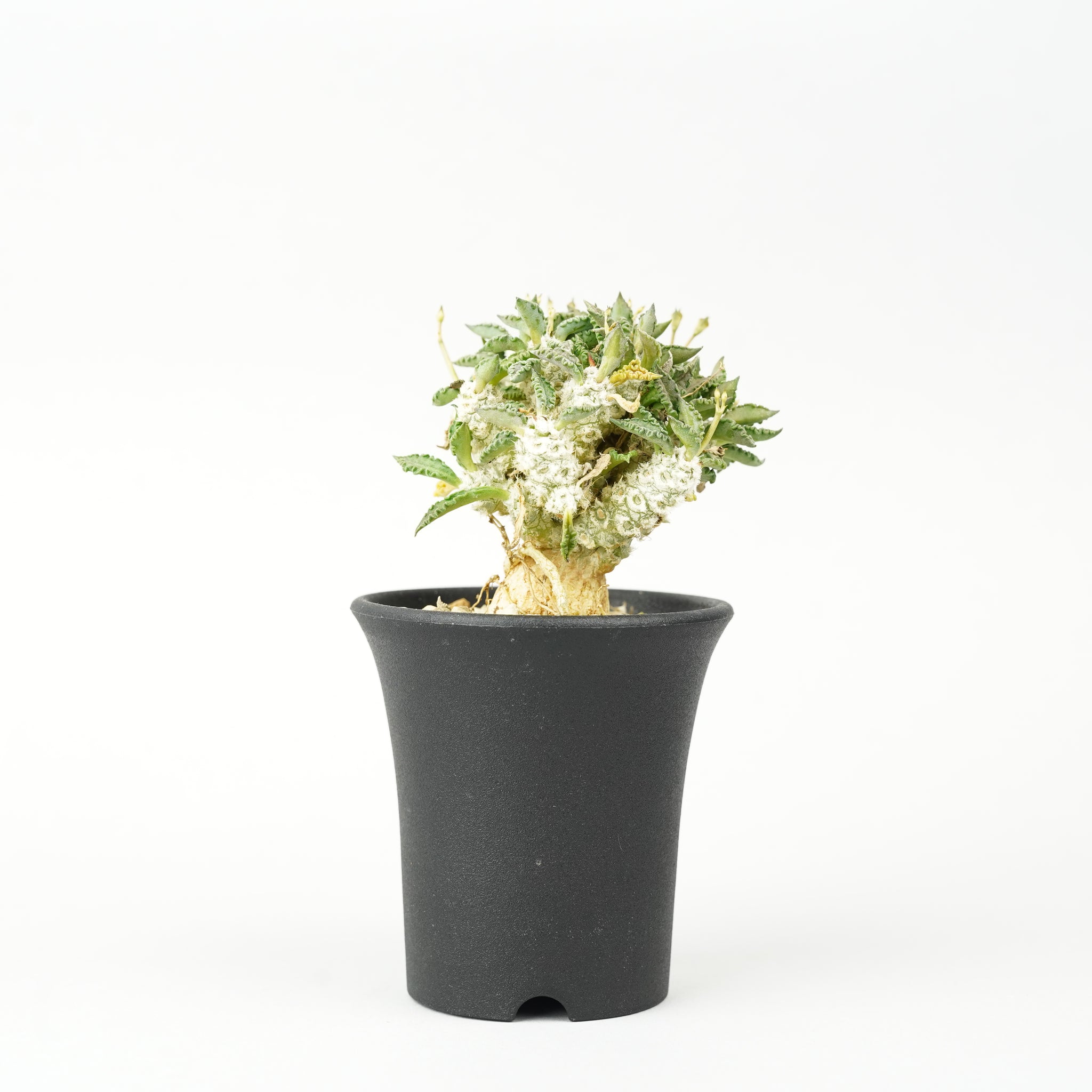 ユーフォルビア・トゥレアレンシス「Euphorbia tulearensis」/EU0344