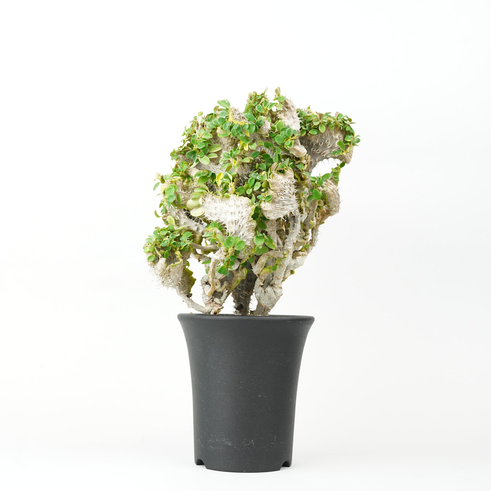 ユーフォルビア・ミリー・クリスタータ「Euphorbia milii 'Cristata'」/EU0366