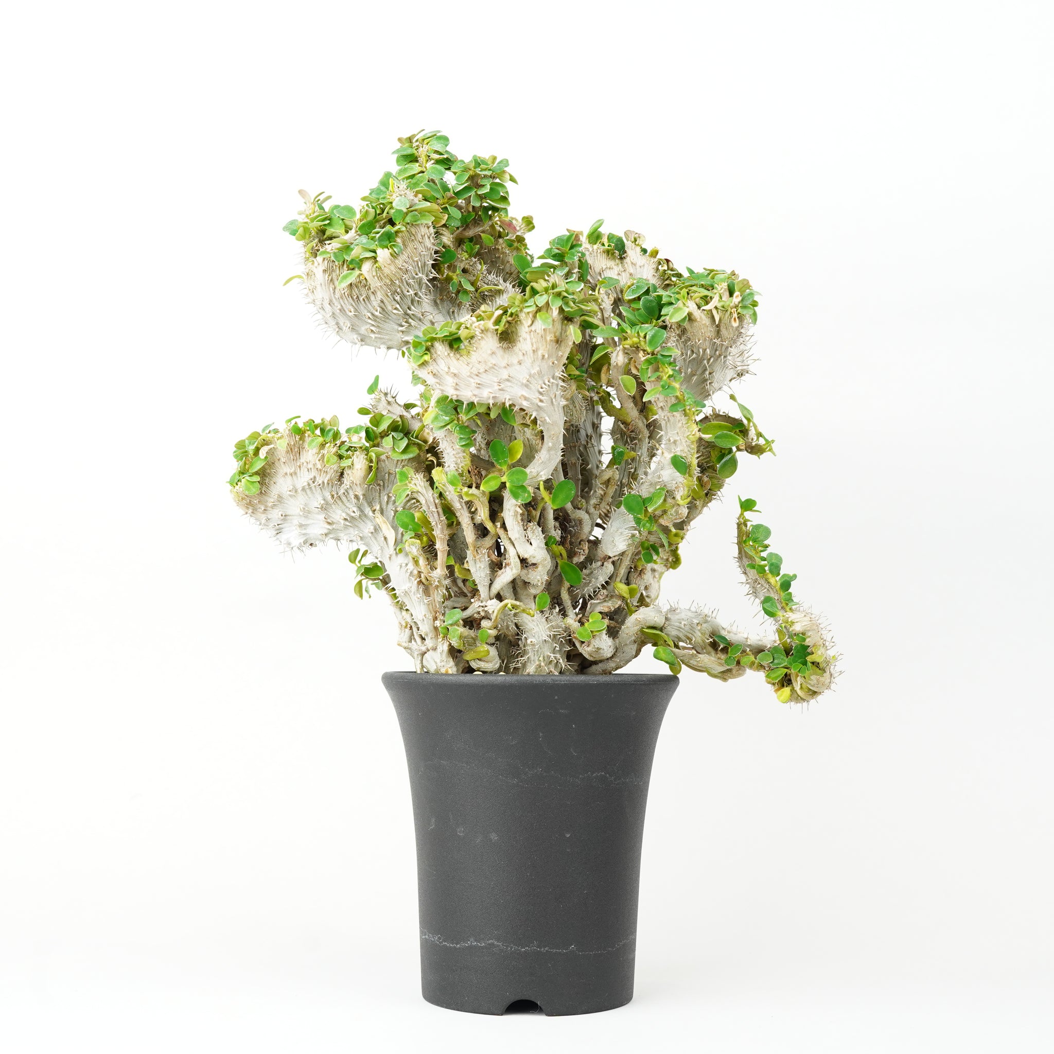 ユーフォルビア・ミリー・クリスタータ「Euphorbia milii 'Cristata'」/EU0368