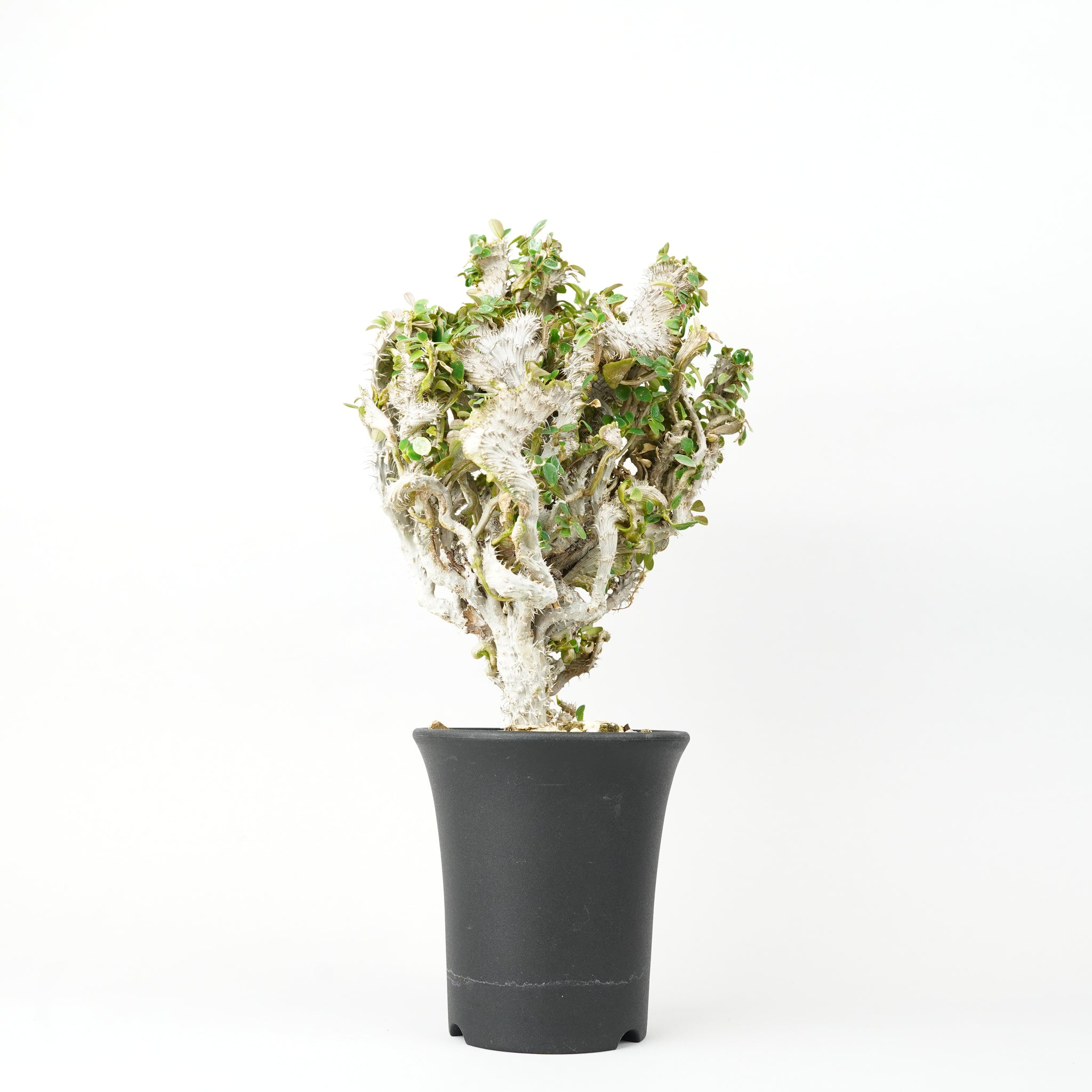 ユーフォルビア・ミリー・クリスタータ「Euphorbia milii 'Cristata'」/EU0367